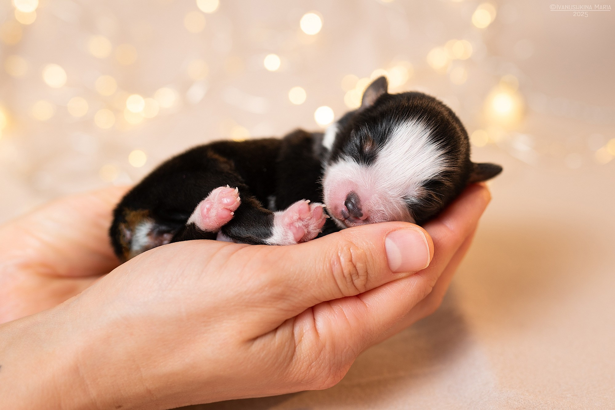 Ньюборн фотосессия щенков. Фотограф собак в Москве и Московской области Иванушкина Мария