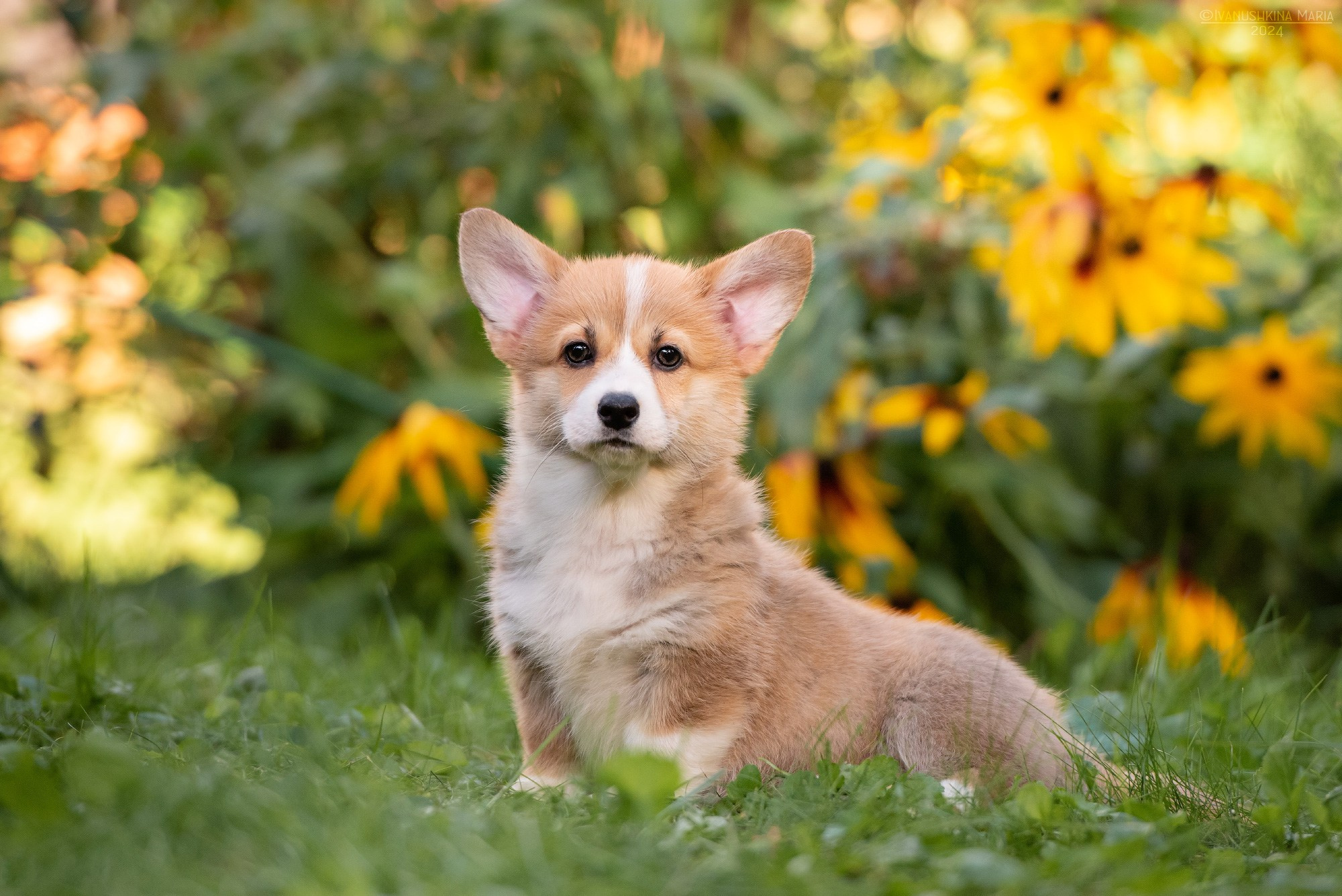Фотосессия щенков на продажу. Фотограф собак в Москве и Московской области Иванушкина Мария