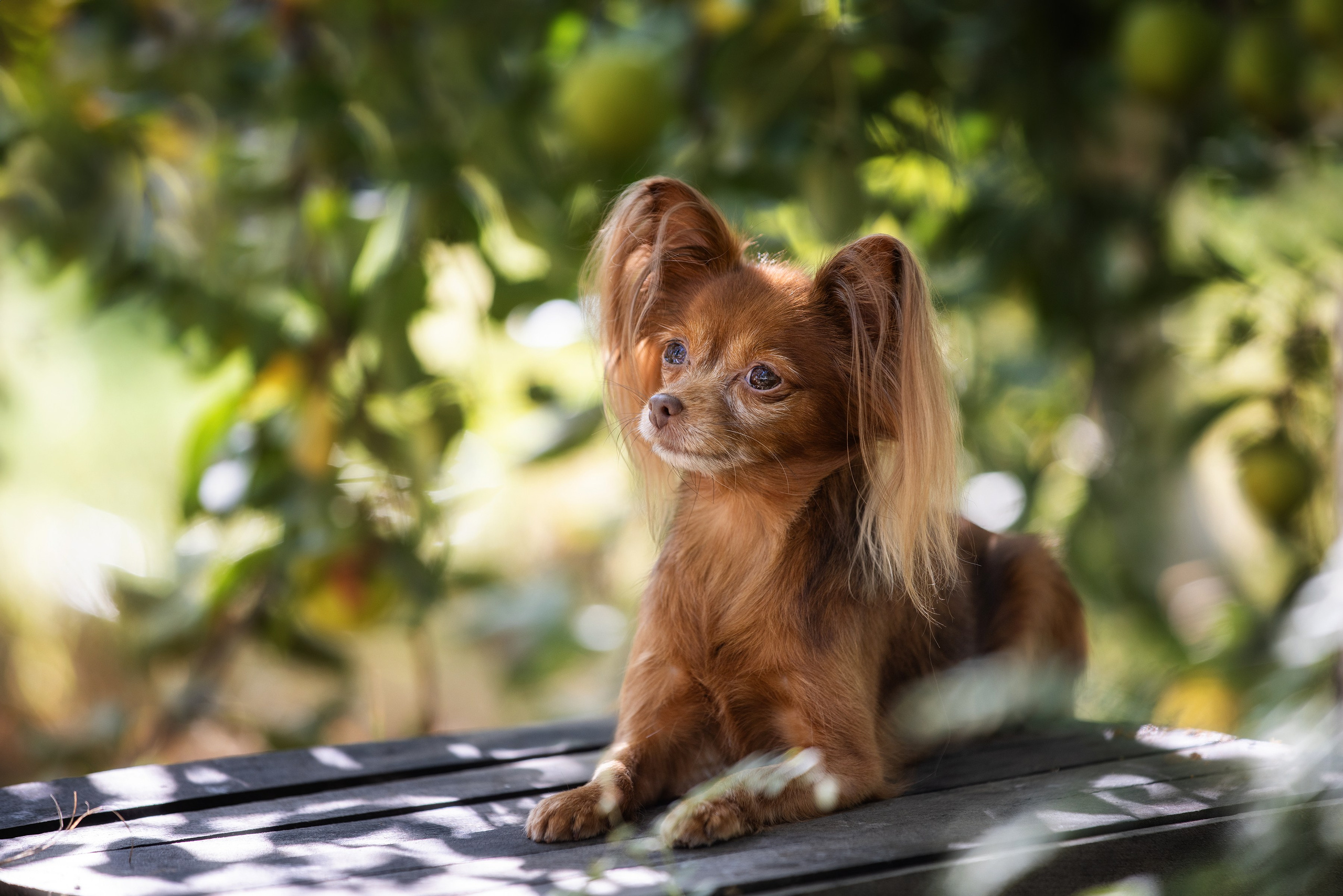 Собаки и не только. Фотограф Алена Звездина