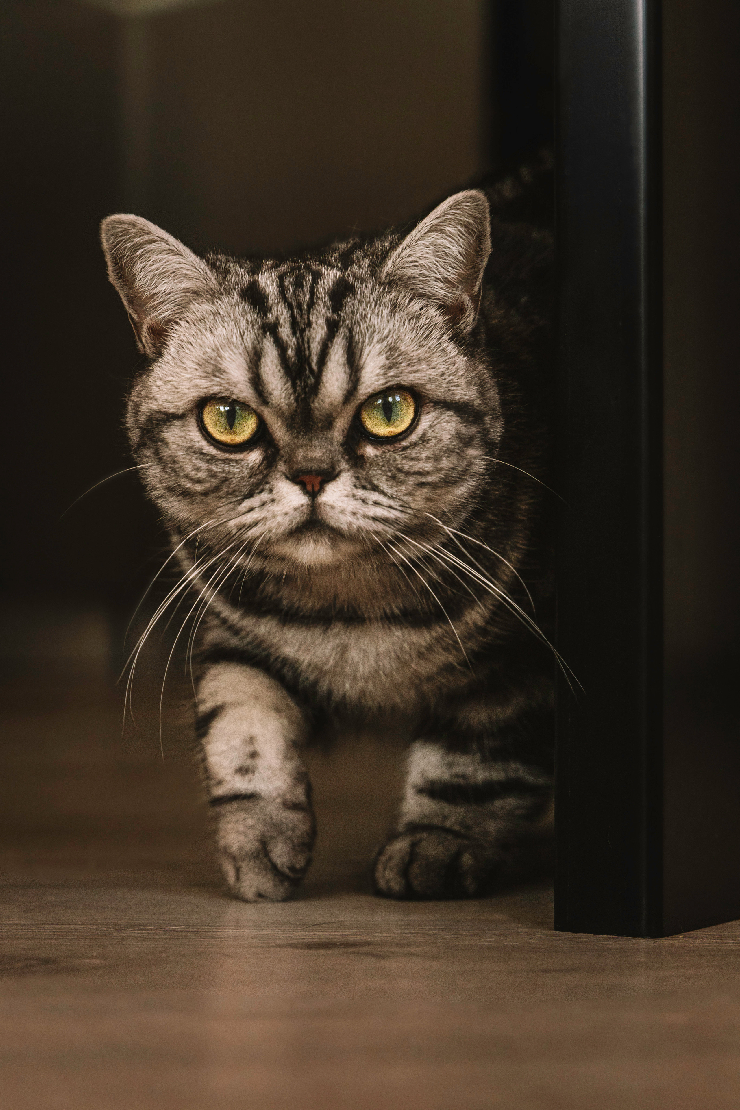 Макоша, Оля и Адриан. Фотограф — Анималист | Санкт-Петербург