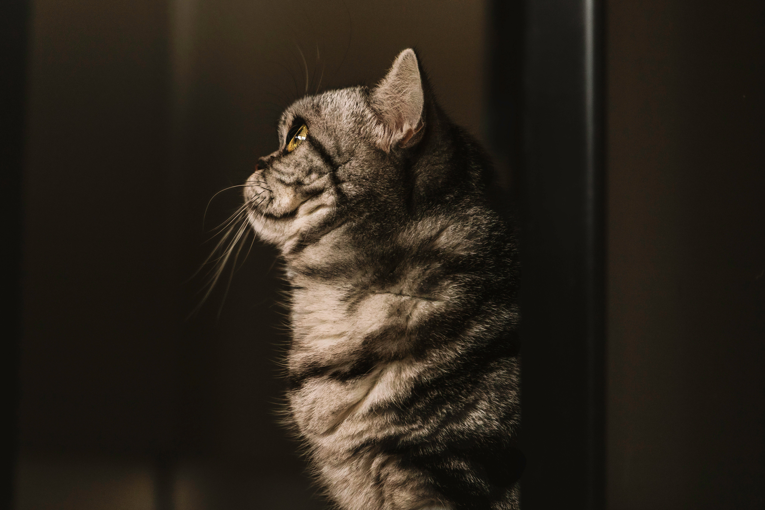 Макоша, Оля и Адриан. Фотограф — Анималист | Санкт-Петербург