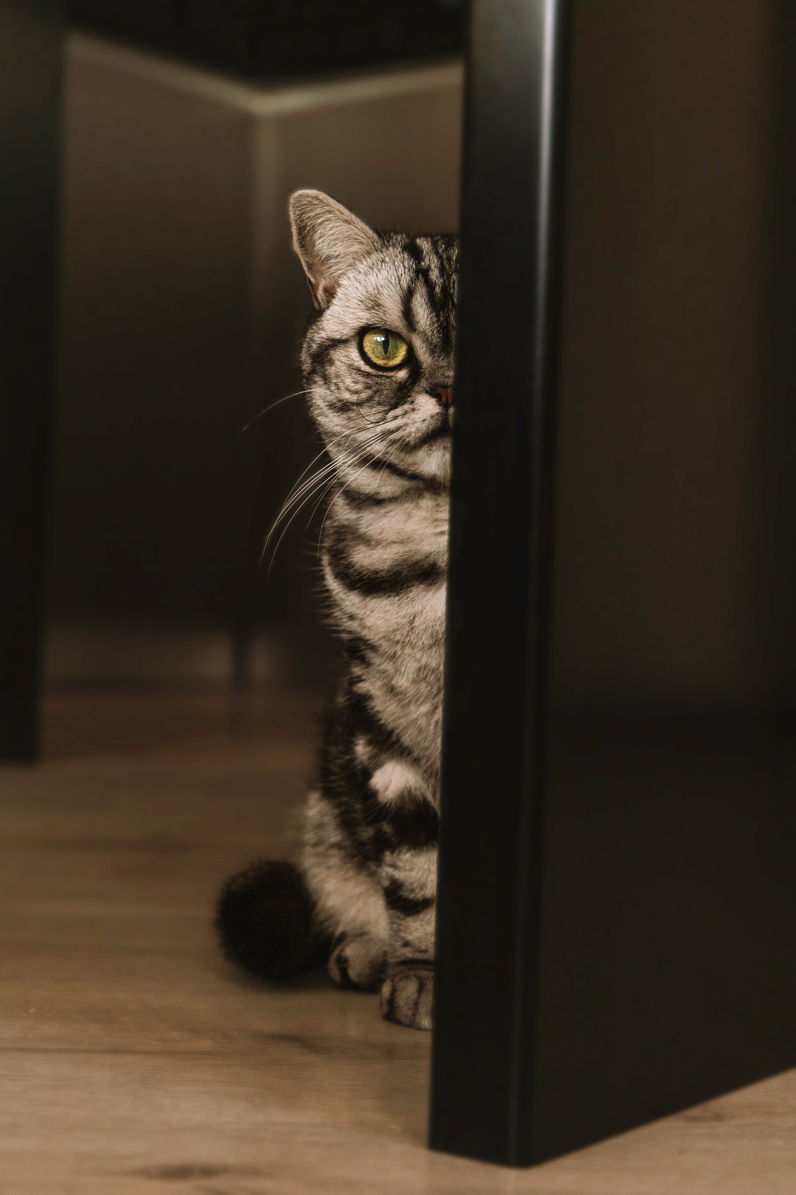 Макоша, Оля и Адриан. Фотограф — Анималист | Санкт-Петербург