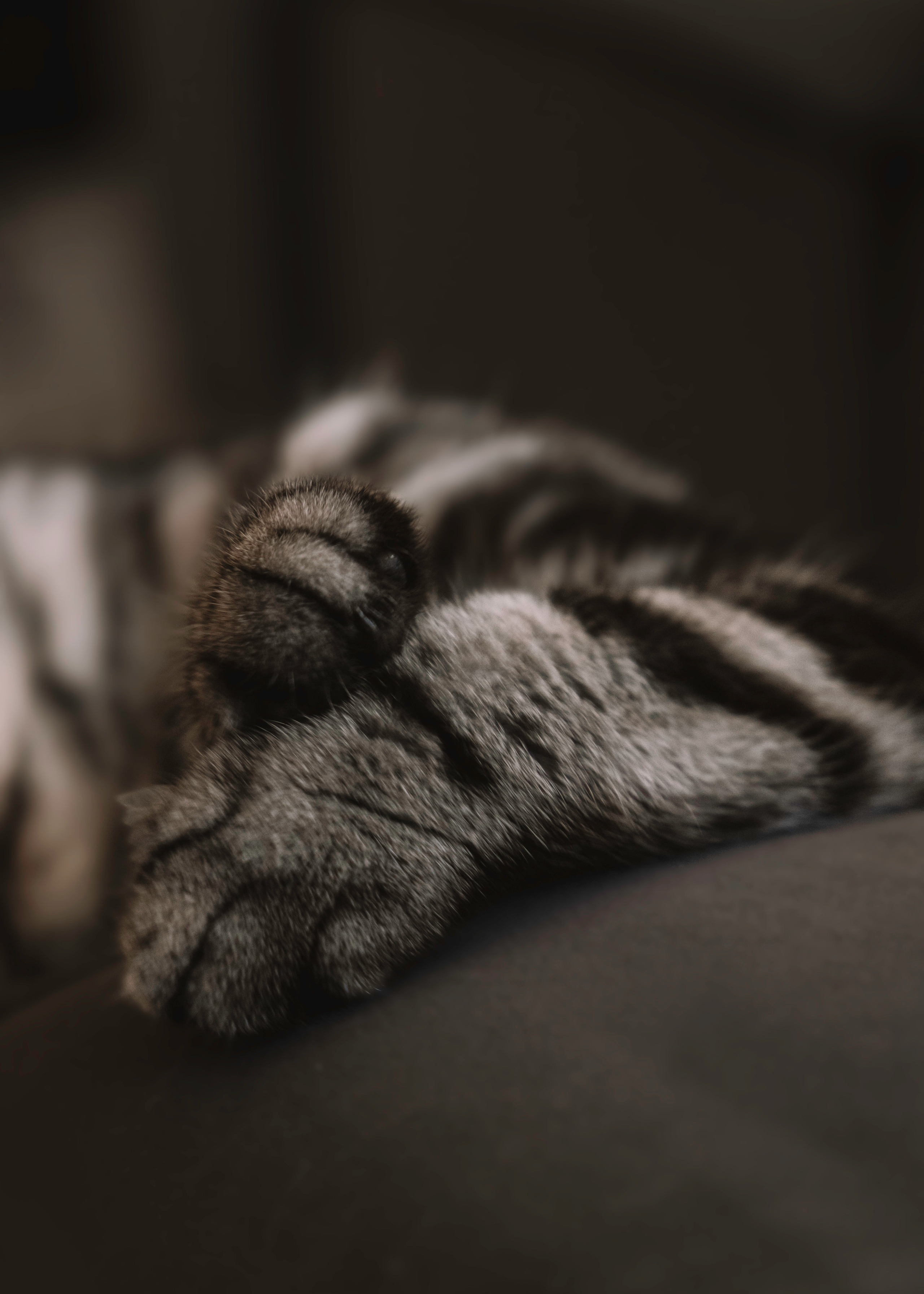 Макоша, Оля и Адриан. Фотограф — Анималист | Санкт-Петербург