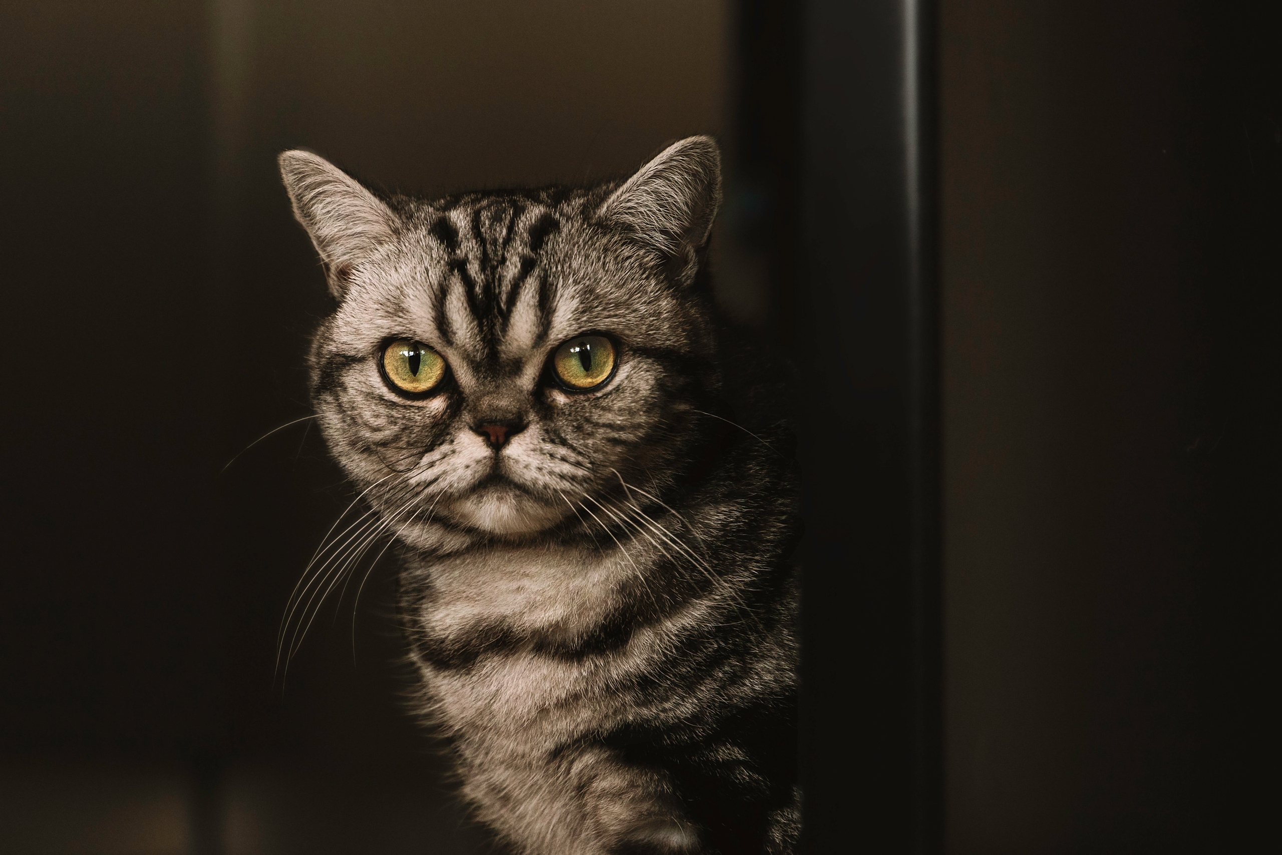 Макоша, Оля и Адриан. Фотограф — Анималист | Санкт-Петербург