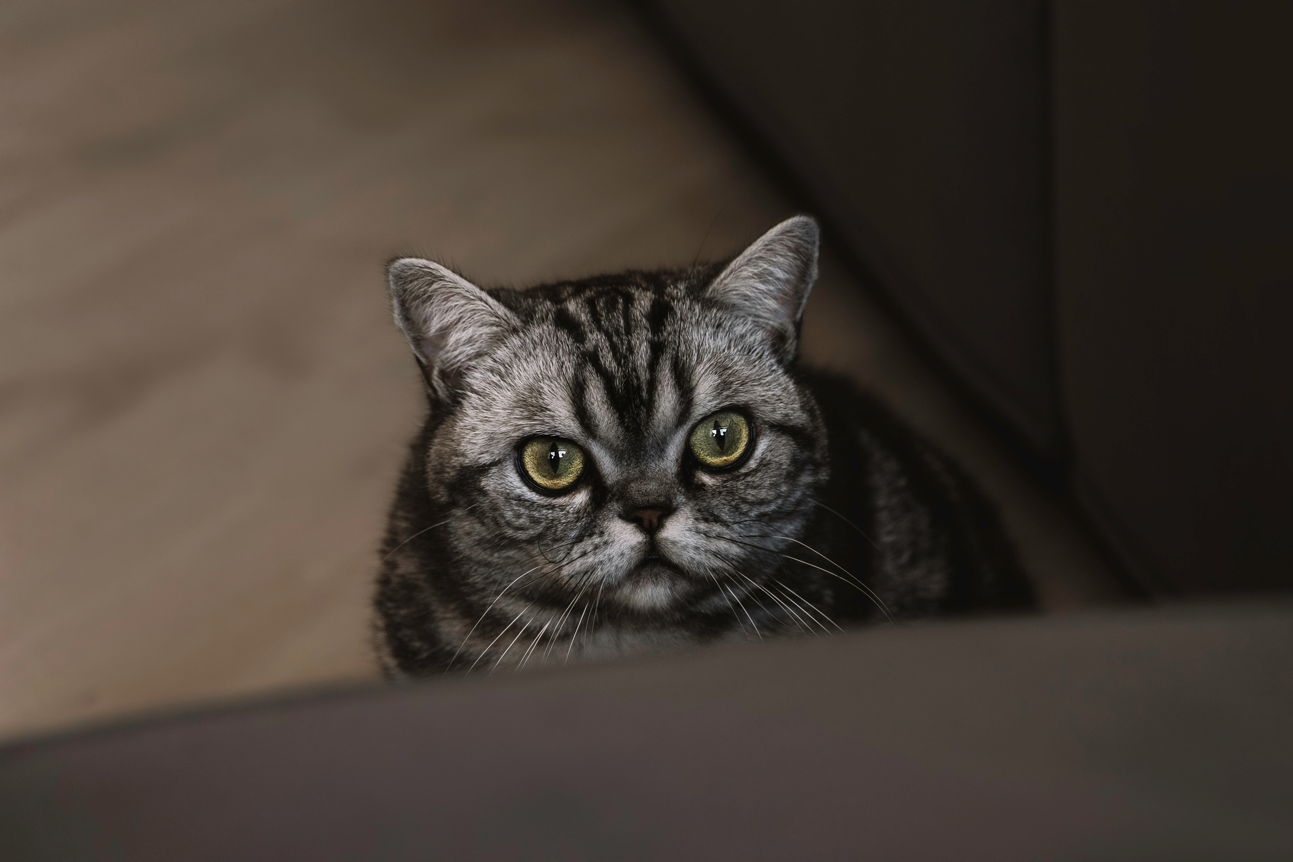 Макоша, Оля и Адриан. Фотограф — Анималист | Санкт-Петербург