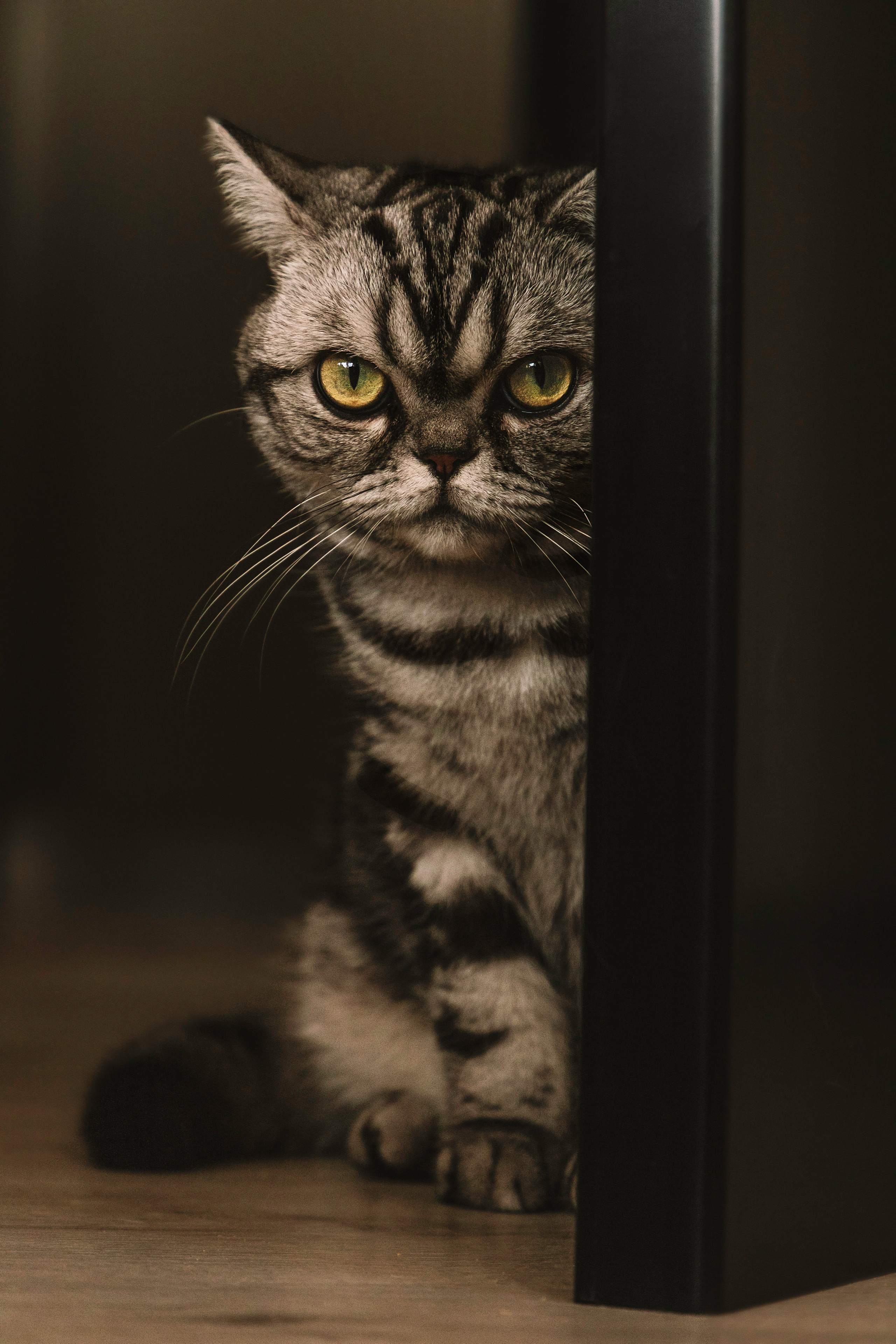 Макоша, Оля и Адриан. Фотограф — Анималист | Санкт-Петербург