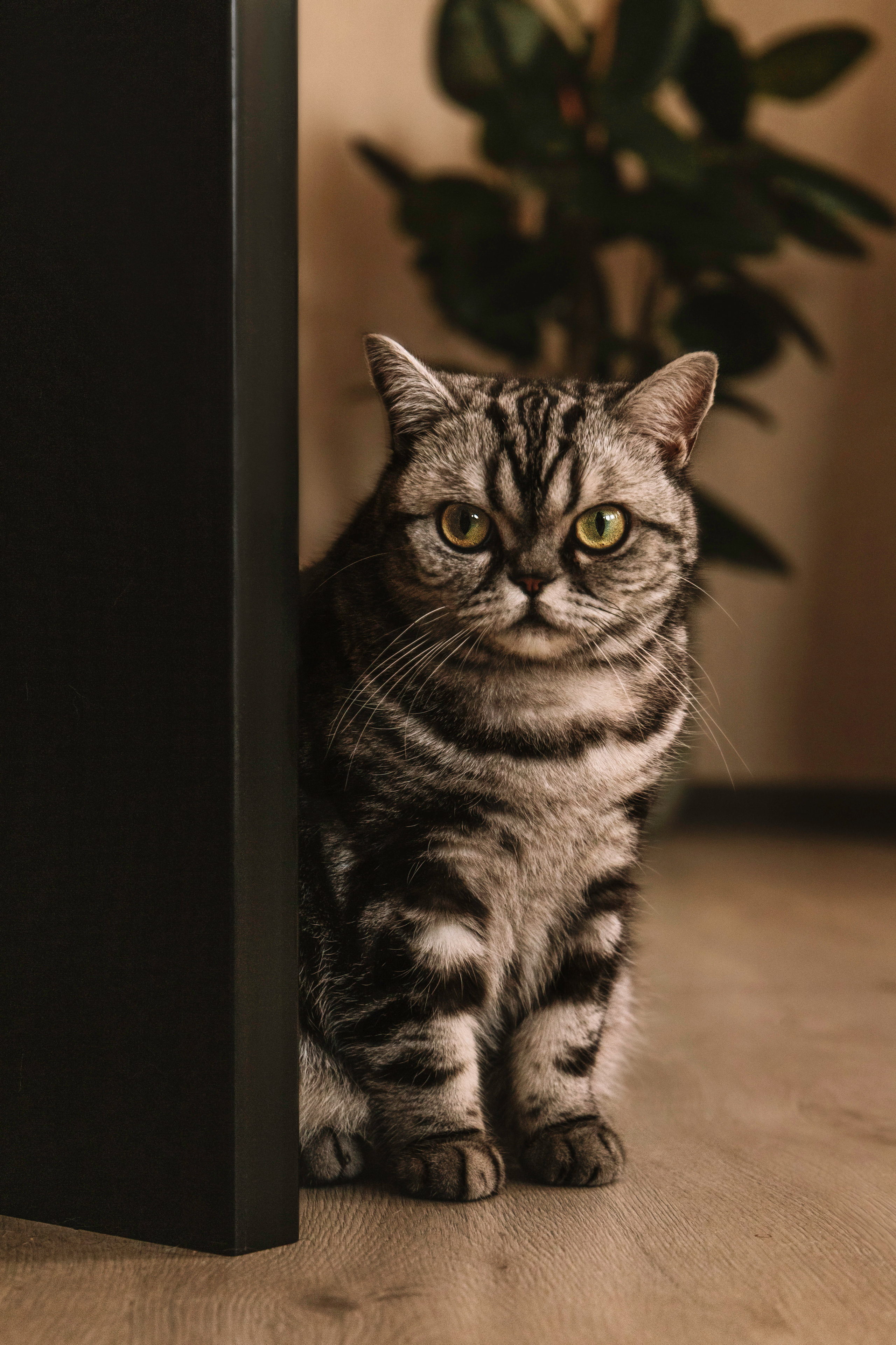 Макоша, Оля и Адриан. Фотограф — Анималист | Санкт-Петербург