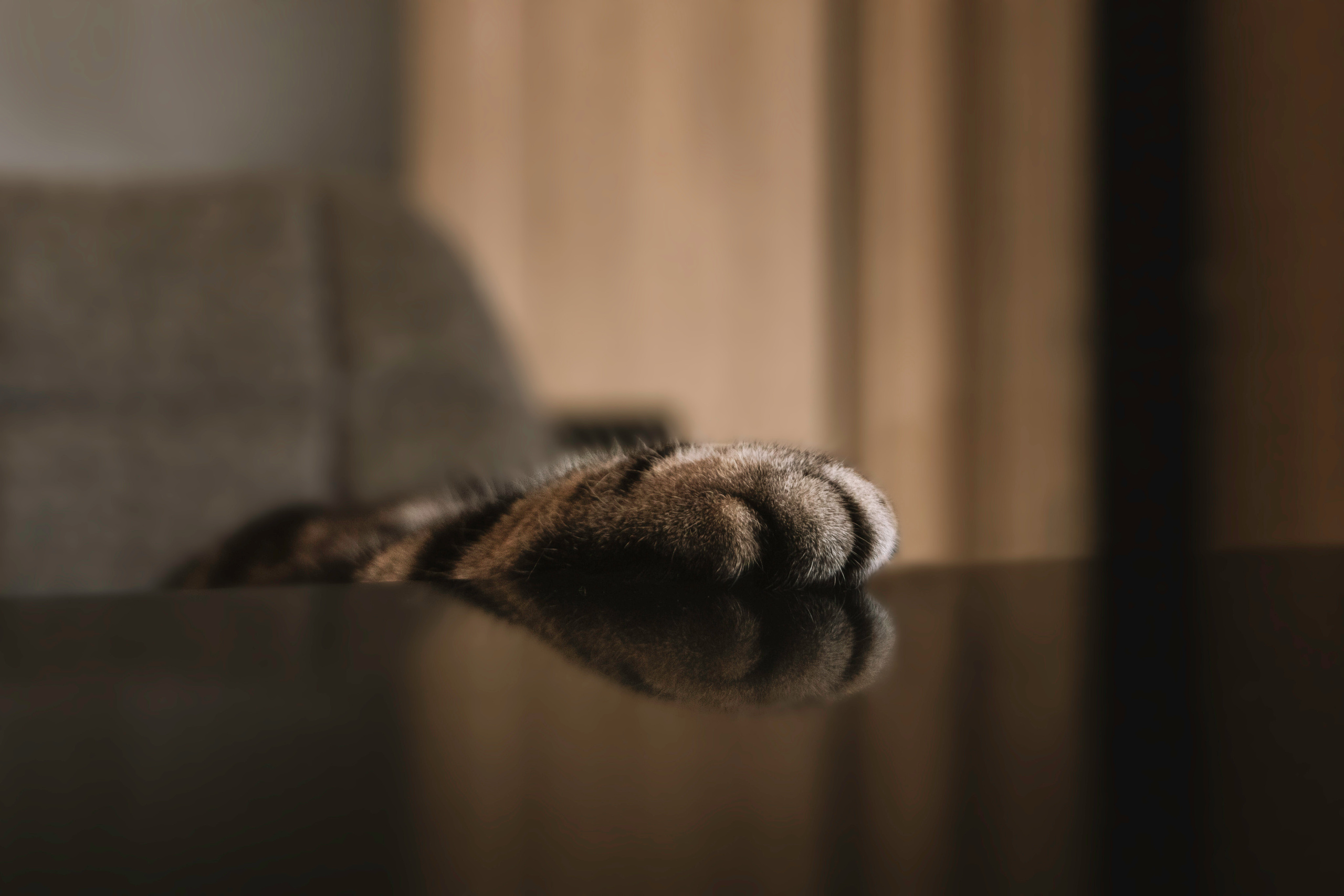 Макоша, Оля и Адриан. Фотограф — Анималист | Санкт-Петербург