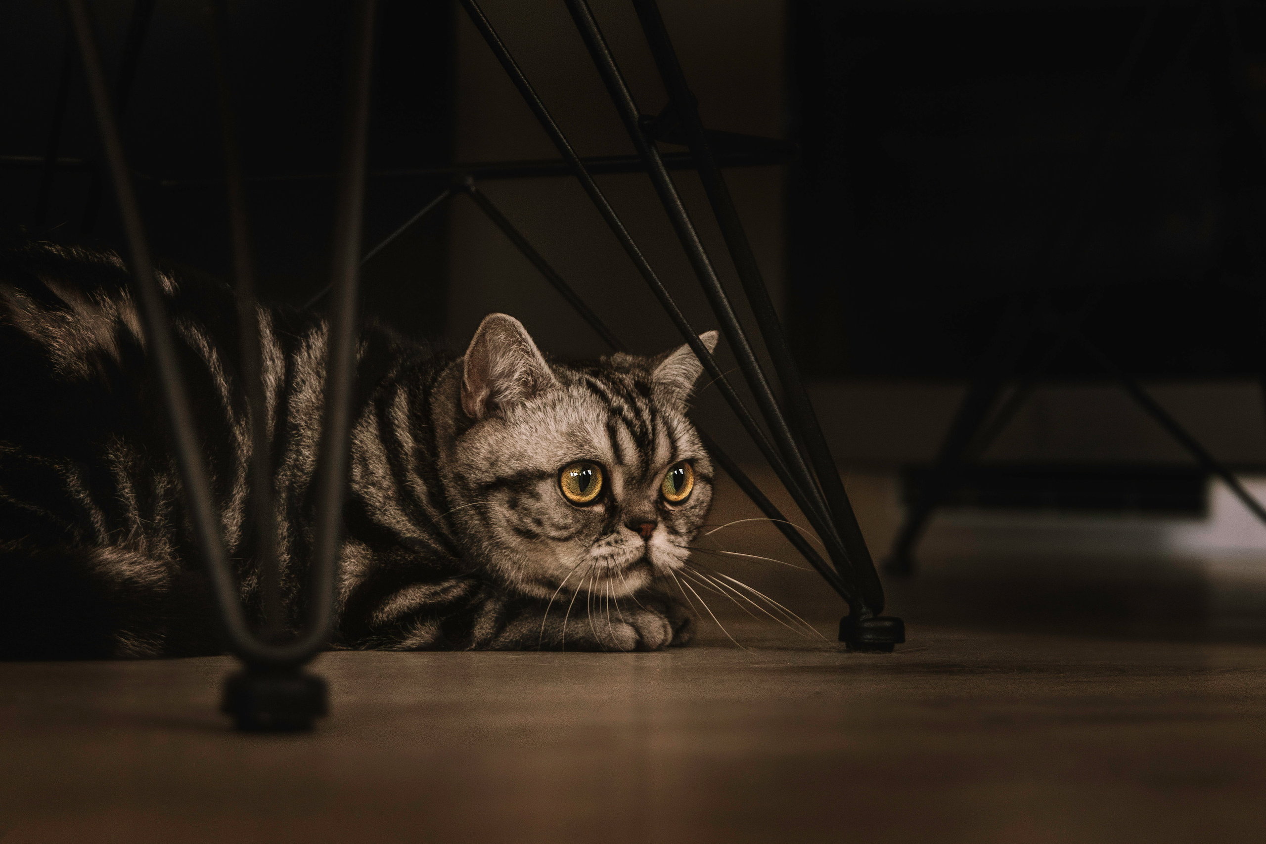 Макоша, Оля и Адриан. Фотограф — Анималист | Санкт-Петербург