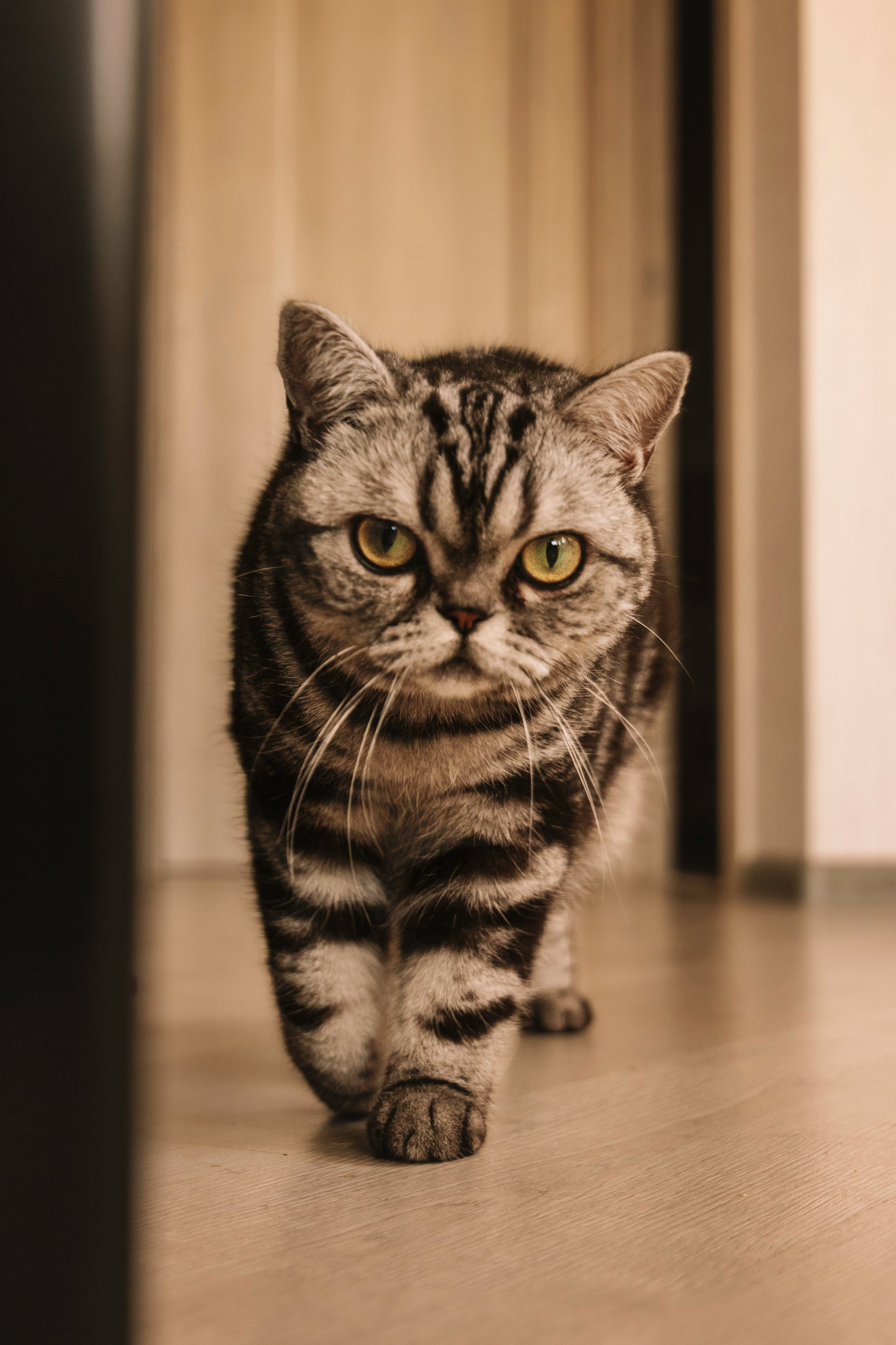 Макоша, Оля и Адриан. Фотограф — Анималист | Санкт-Петербург