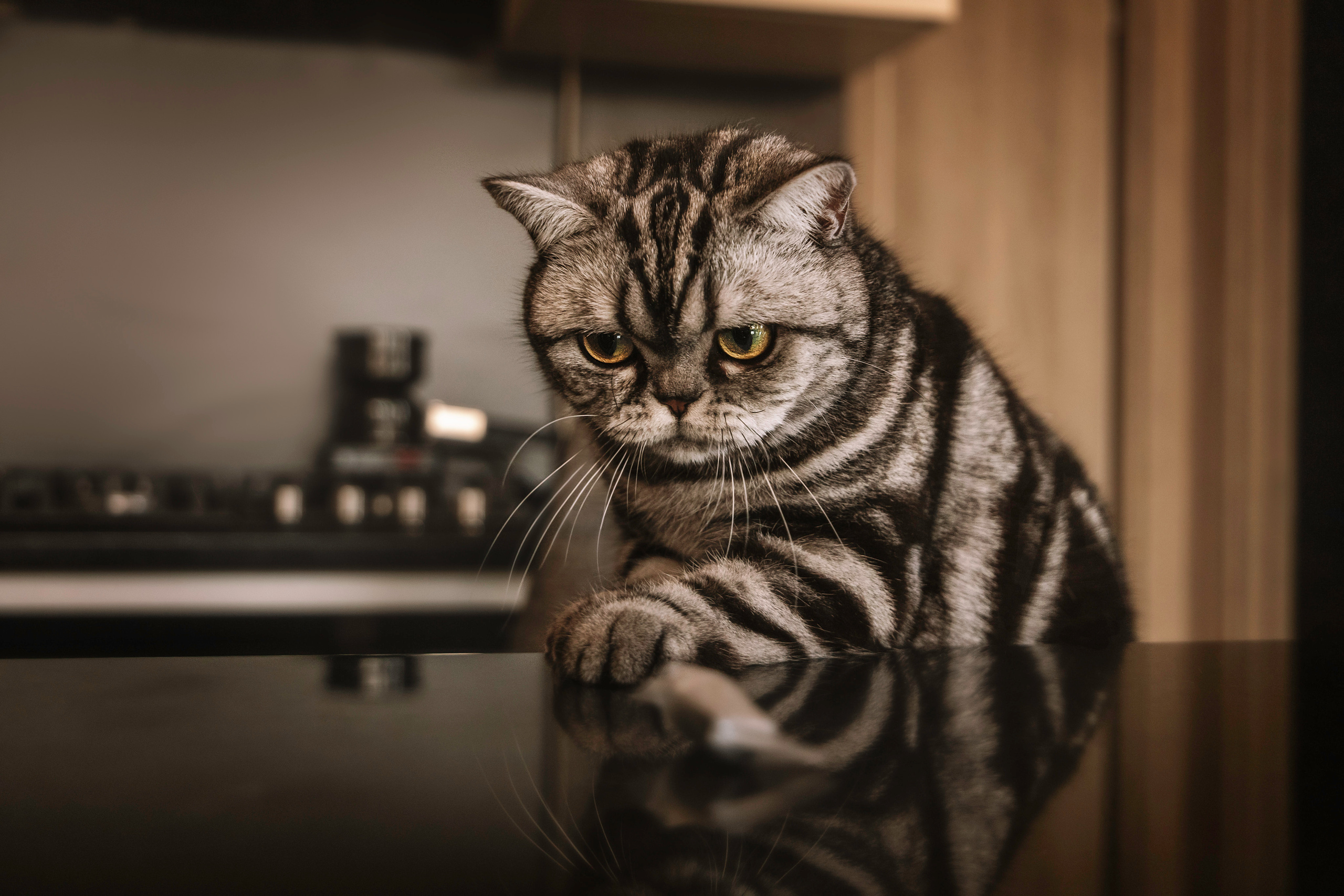 Макоша, Оля и Адриан. Фотограф — Анималист | Санкт-Петербург