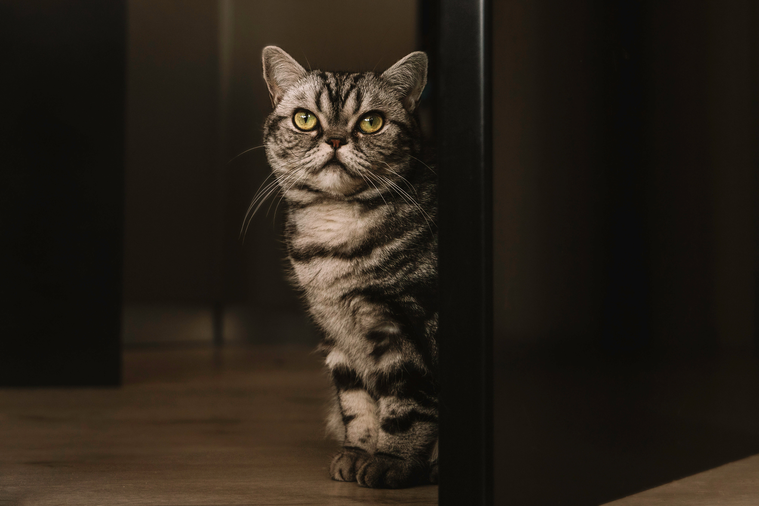 Макоша, Оля и Адриан. Фотограф — Анималист | Санкт-Петербург