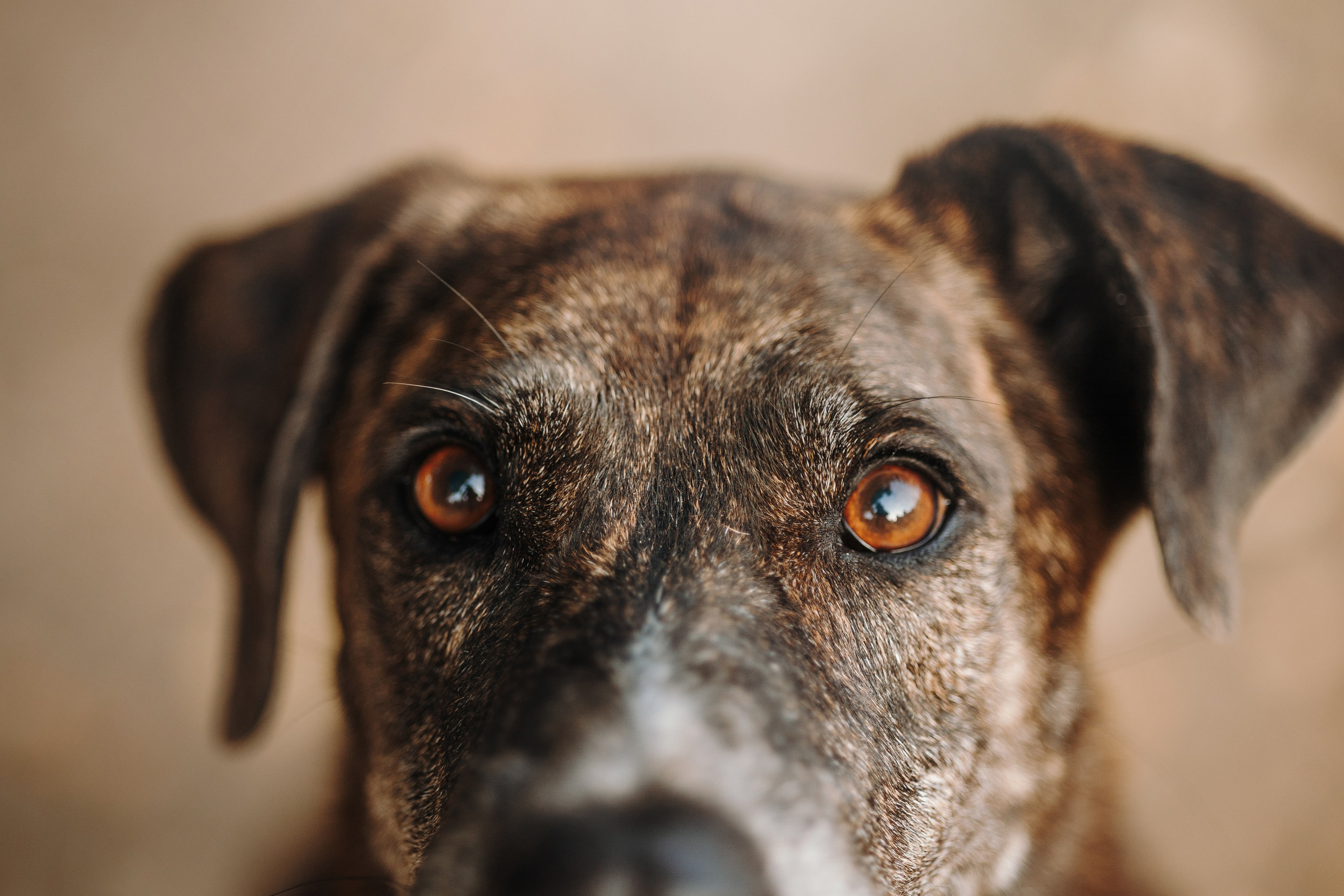 Любовь и ее хвостики. Фотограф — Анималист | Санкт-Петербург
