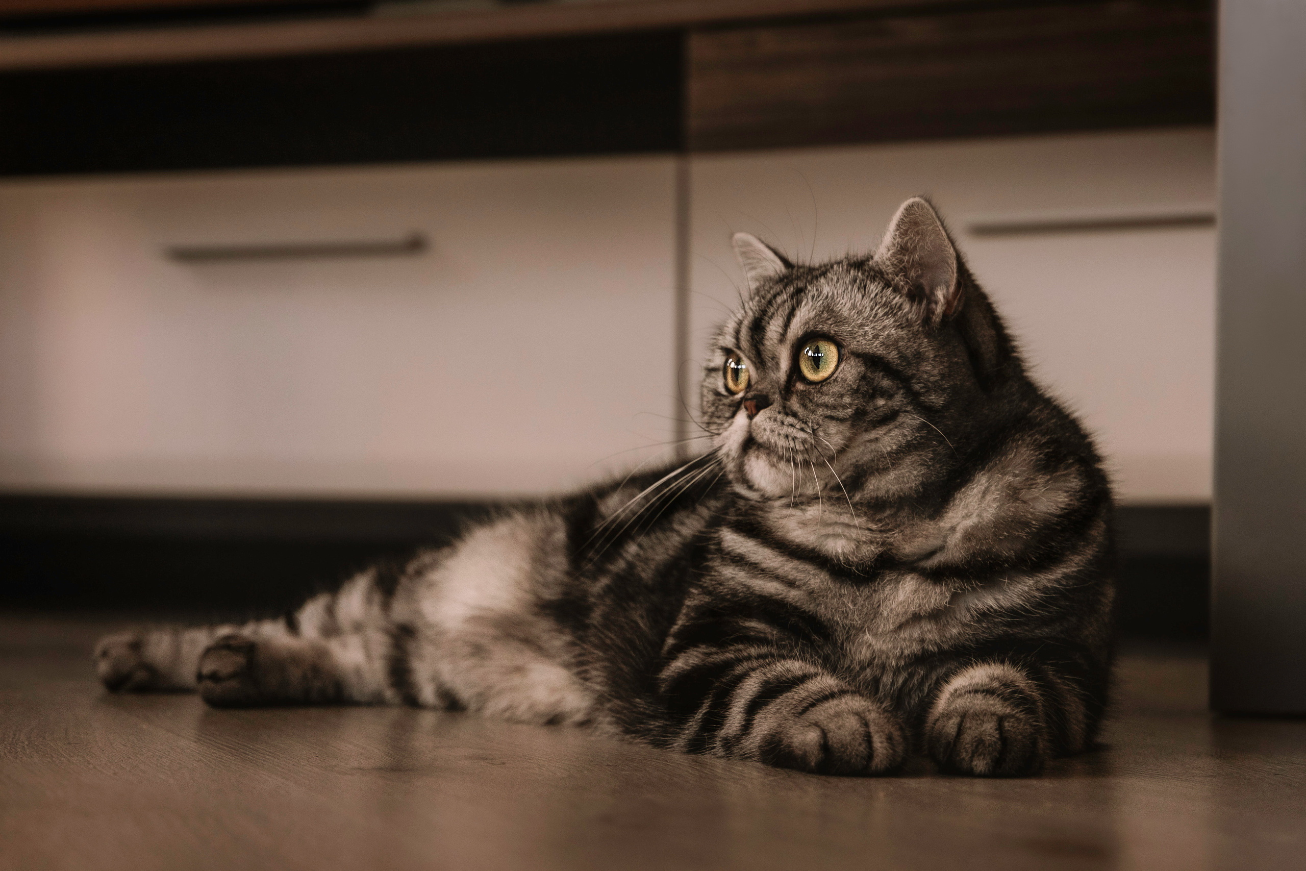 Макоша, Оля и Адриан. Фотограф — Анималист | Санкт-Петербург