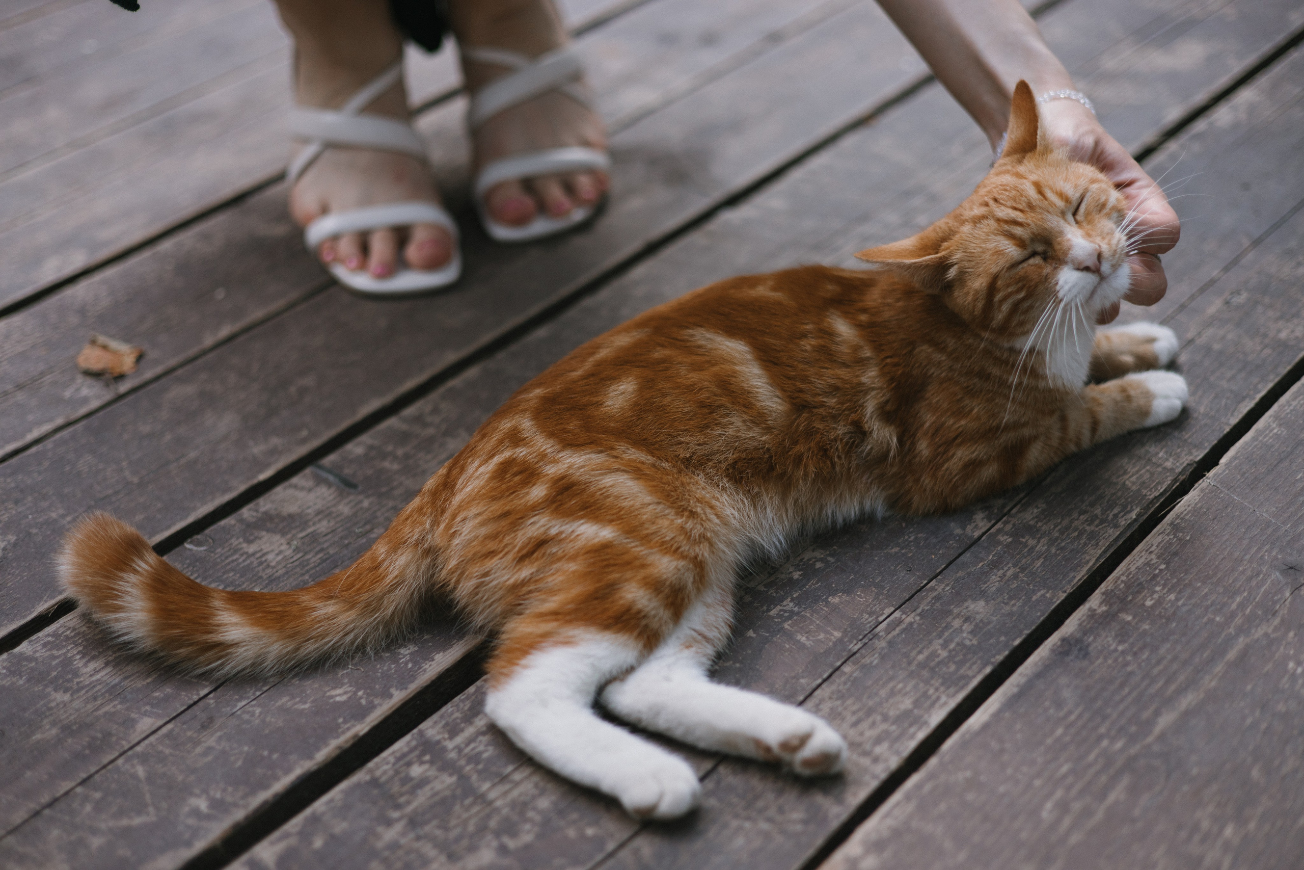 32 человека и 1 кот. Свадебный и семейный фотограф в Санкт-Петербурге и Москве