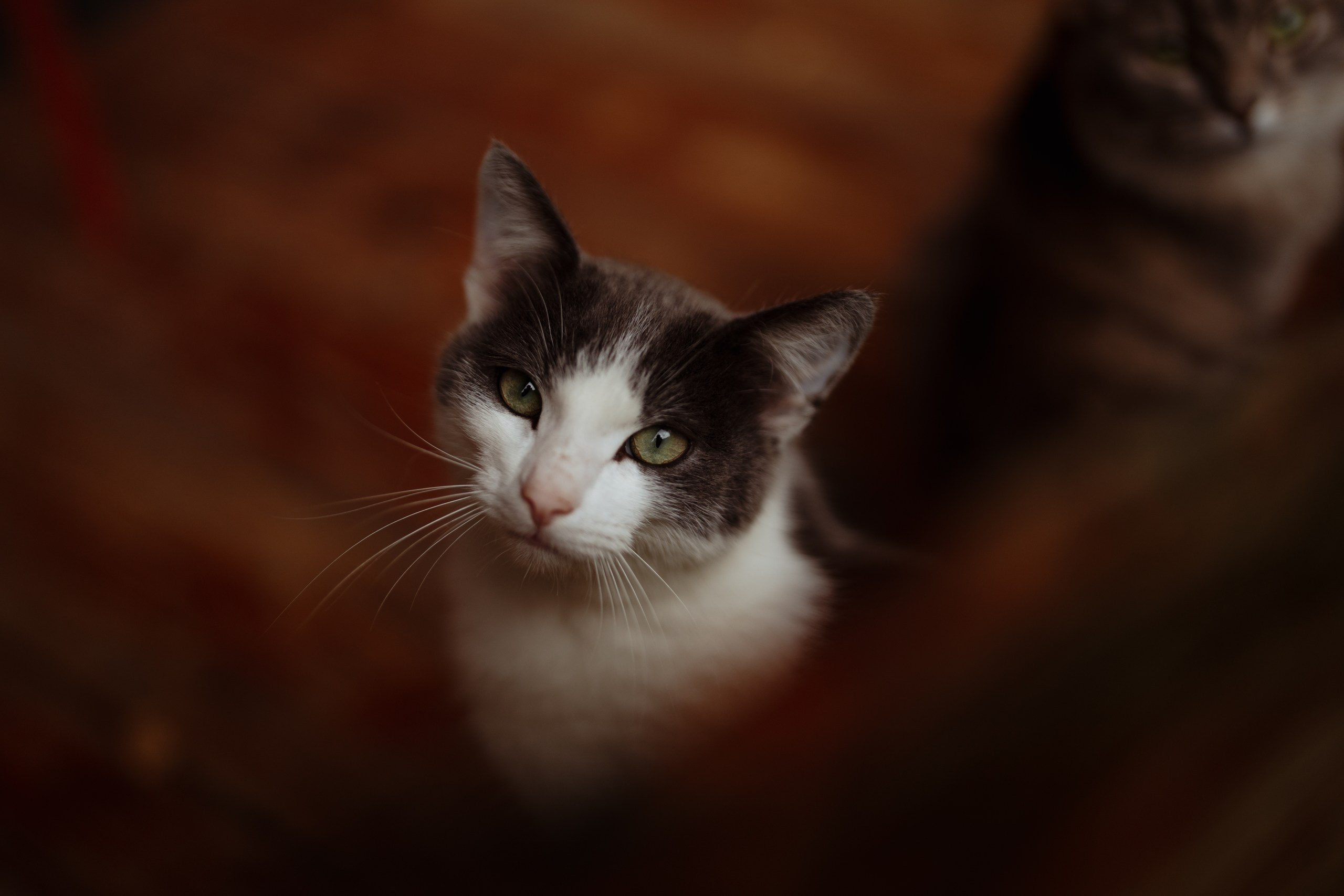 Сюжет № 11|Виктория Алексеенко