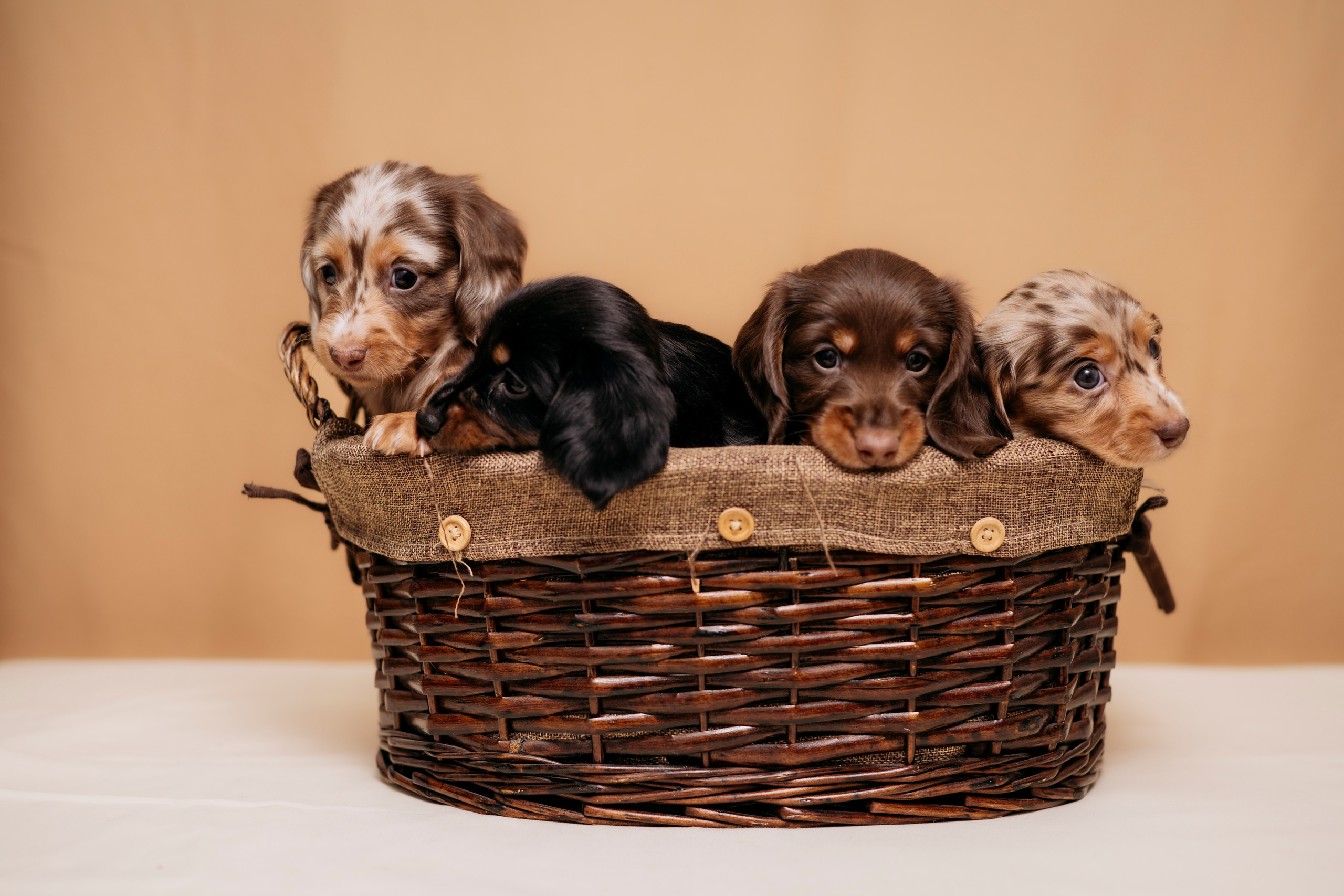 Собаки. FASHION ФОТОГРАФ КАЗАНЬ