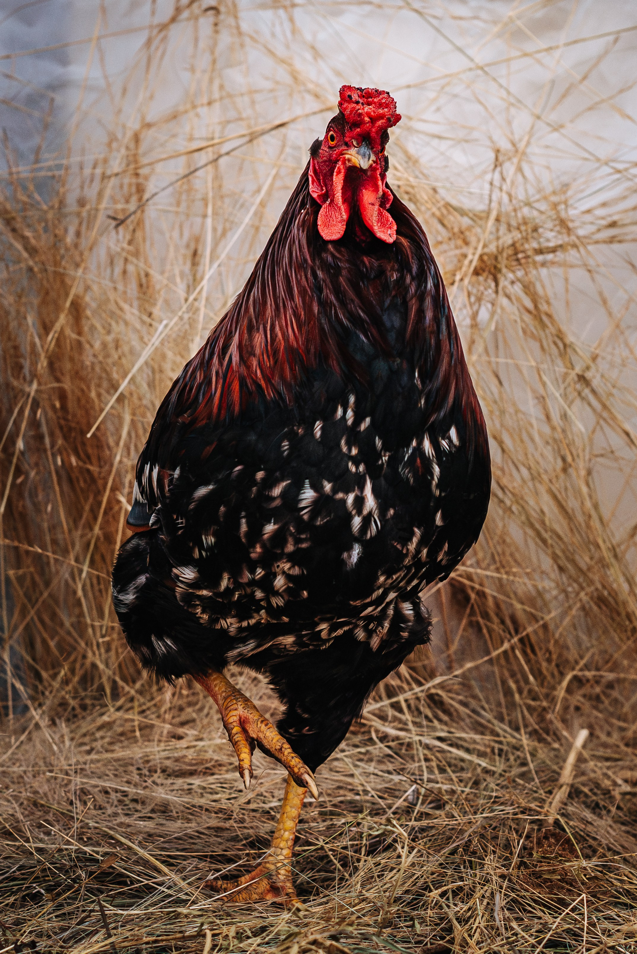 Животные. Фотограф Карина Шарова Москва