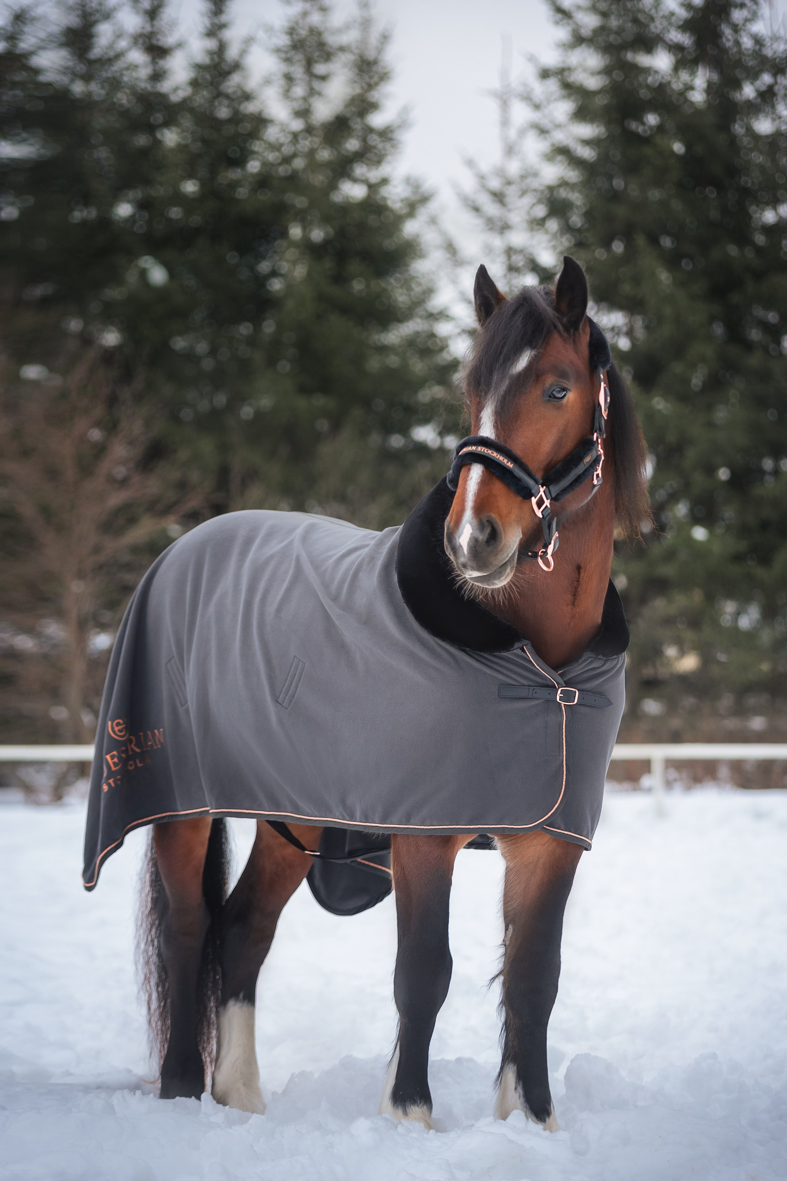 Новогодний Волконский. Конный фотограф Куракина Дарья • Фотосессии с лошадьми