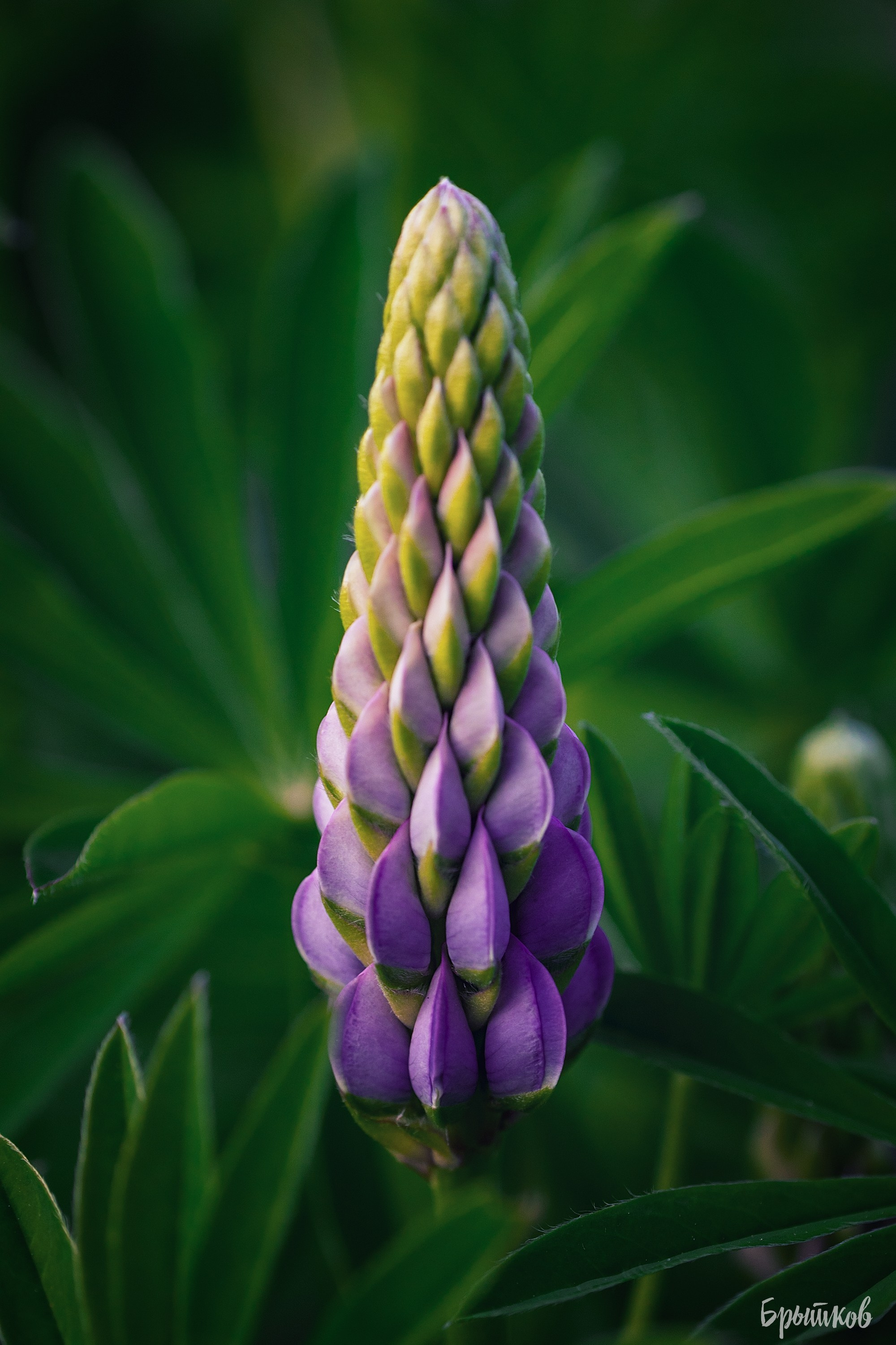 люпины Тульская область