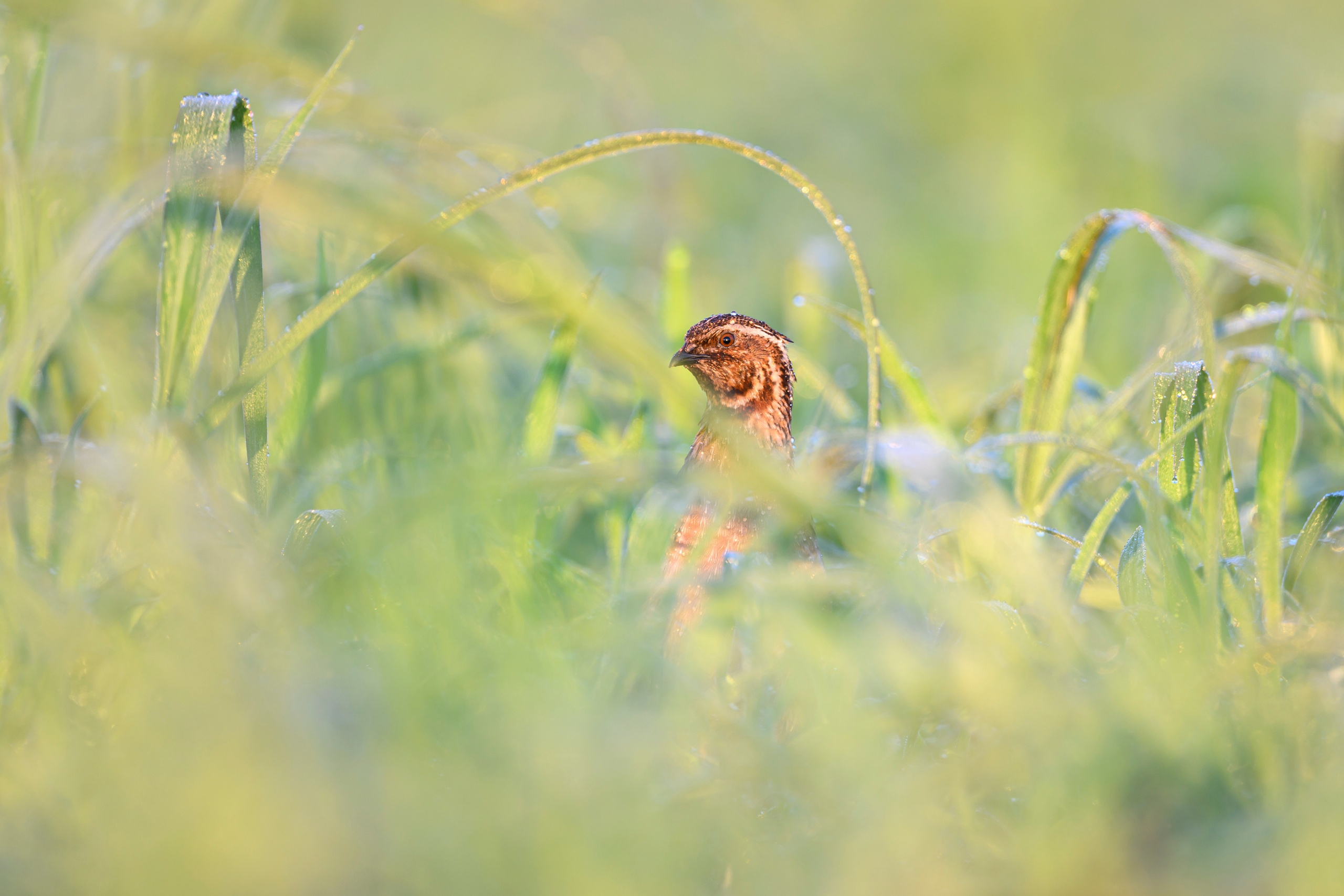 Перепела XII, роса. Фотограф Сергей Пупонин