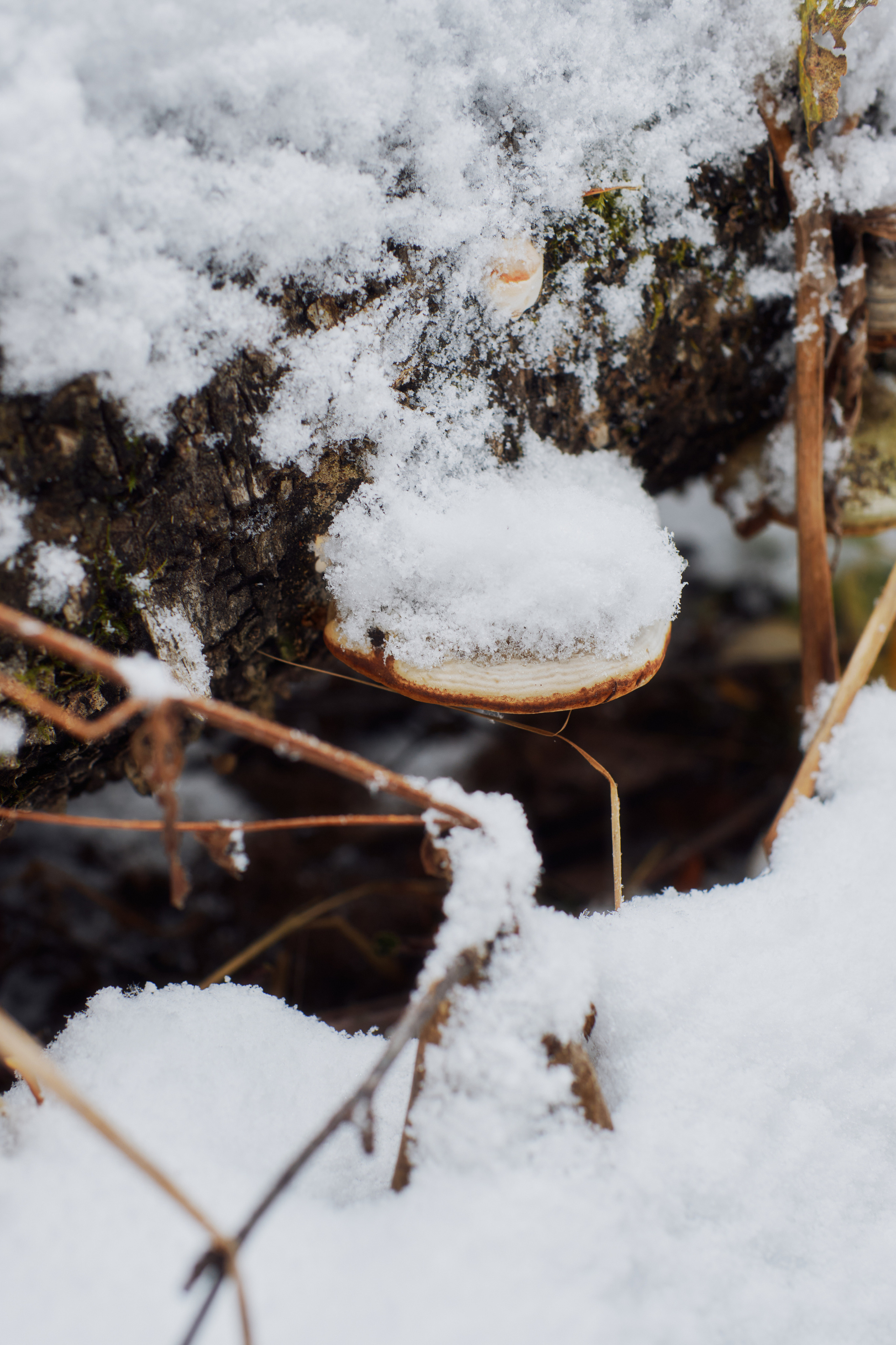 Алимпьев кордон. Andrew Sozonov visual artist