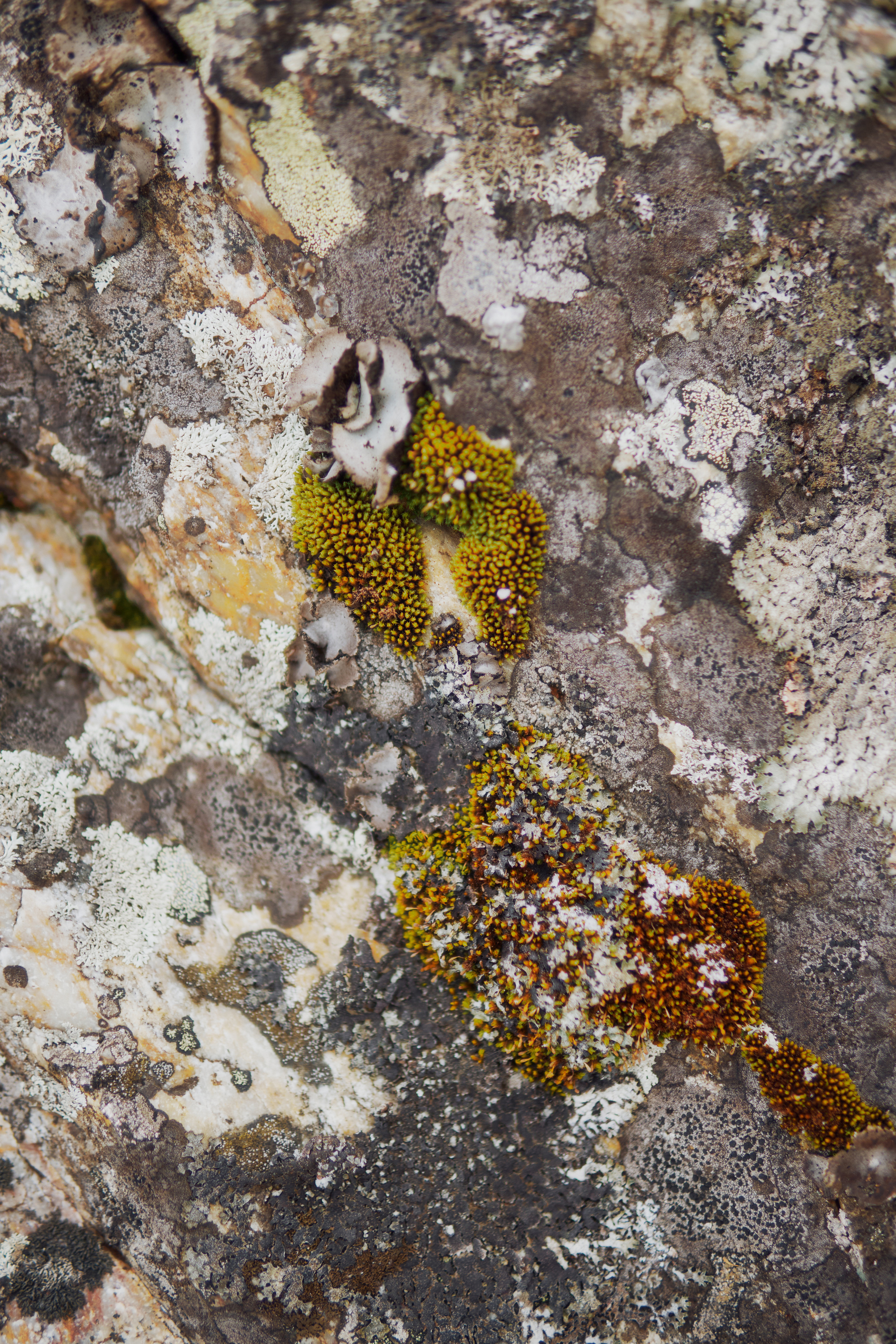 Алимпьев кордон. Andrew Sozonov visual artist