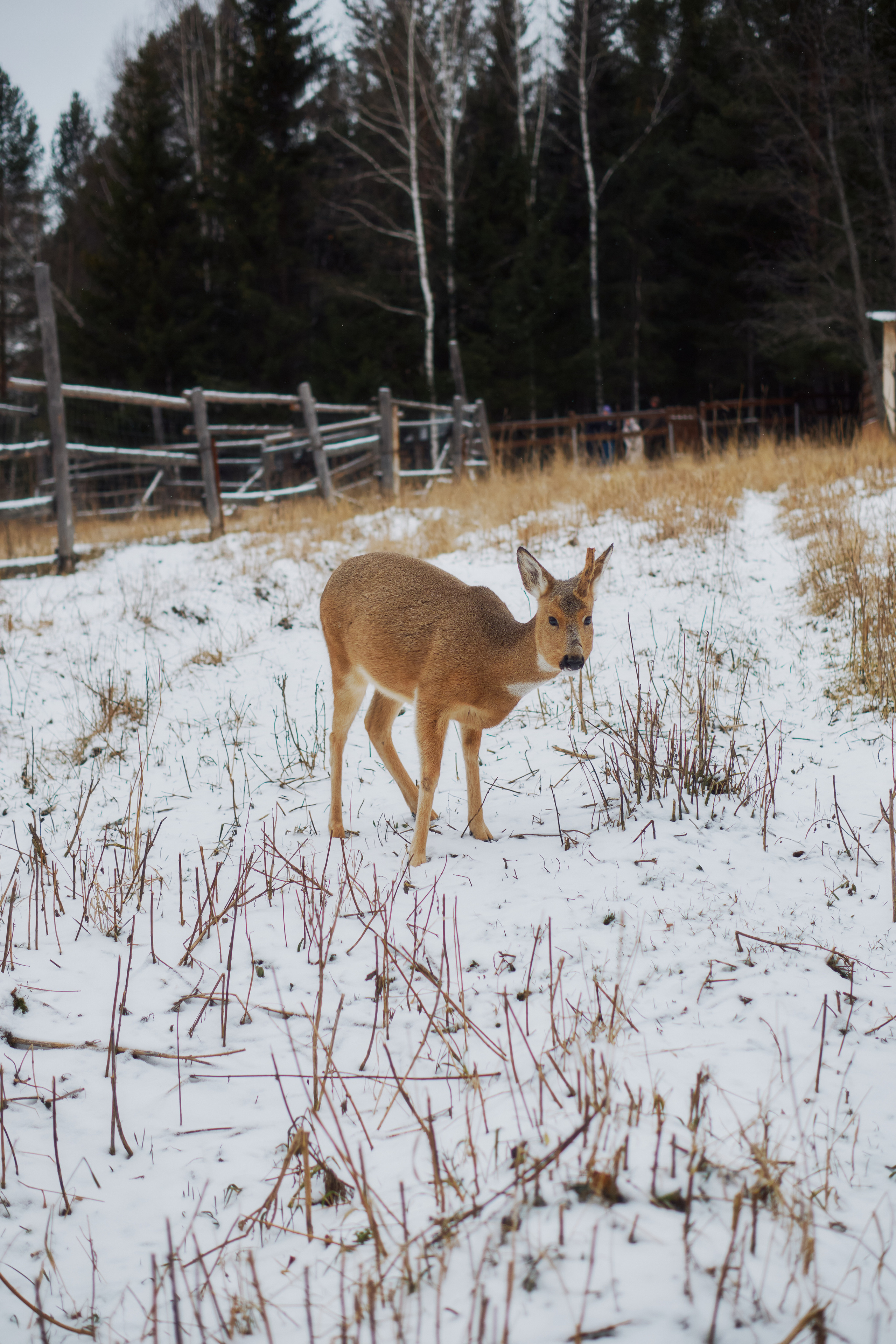 Алимпьев кордон. Andrew Sozonov visual artist