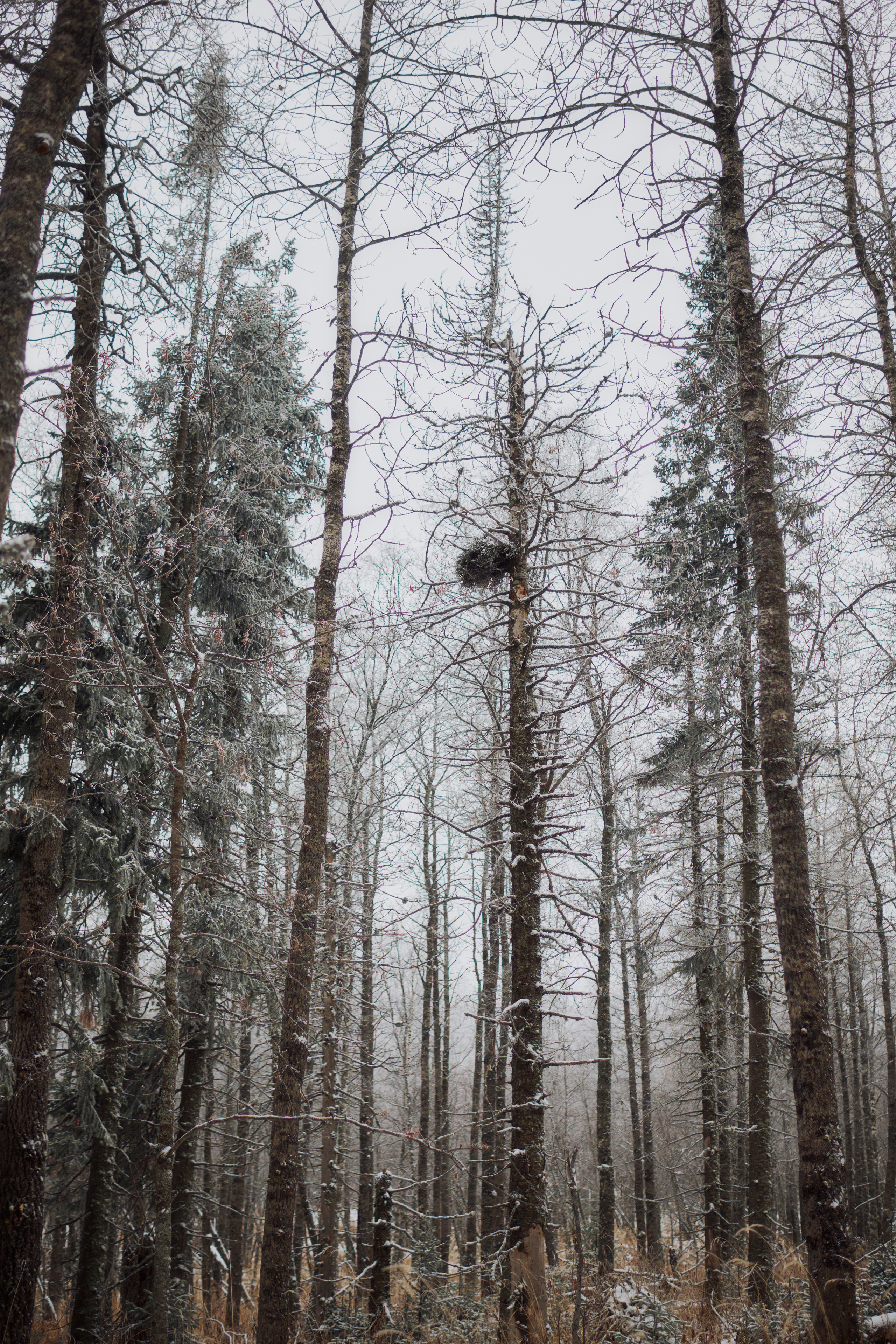 Алимпьев кордон. Andrew Sozonov visual artist