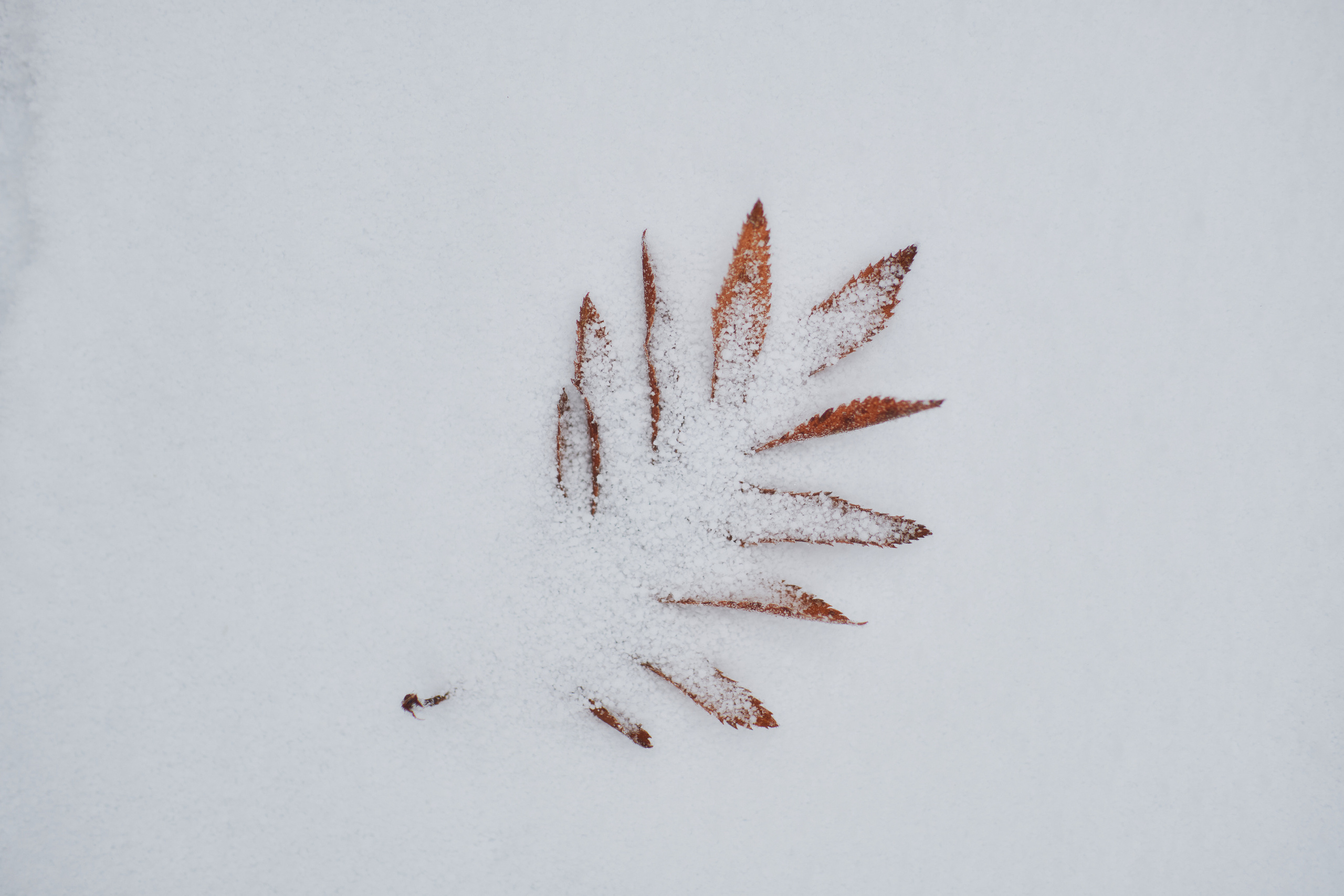 Алимпьев кордон. Andrew Sozonov visual artist