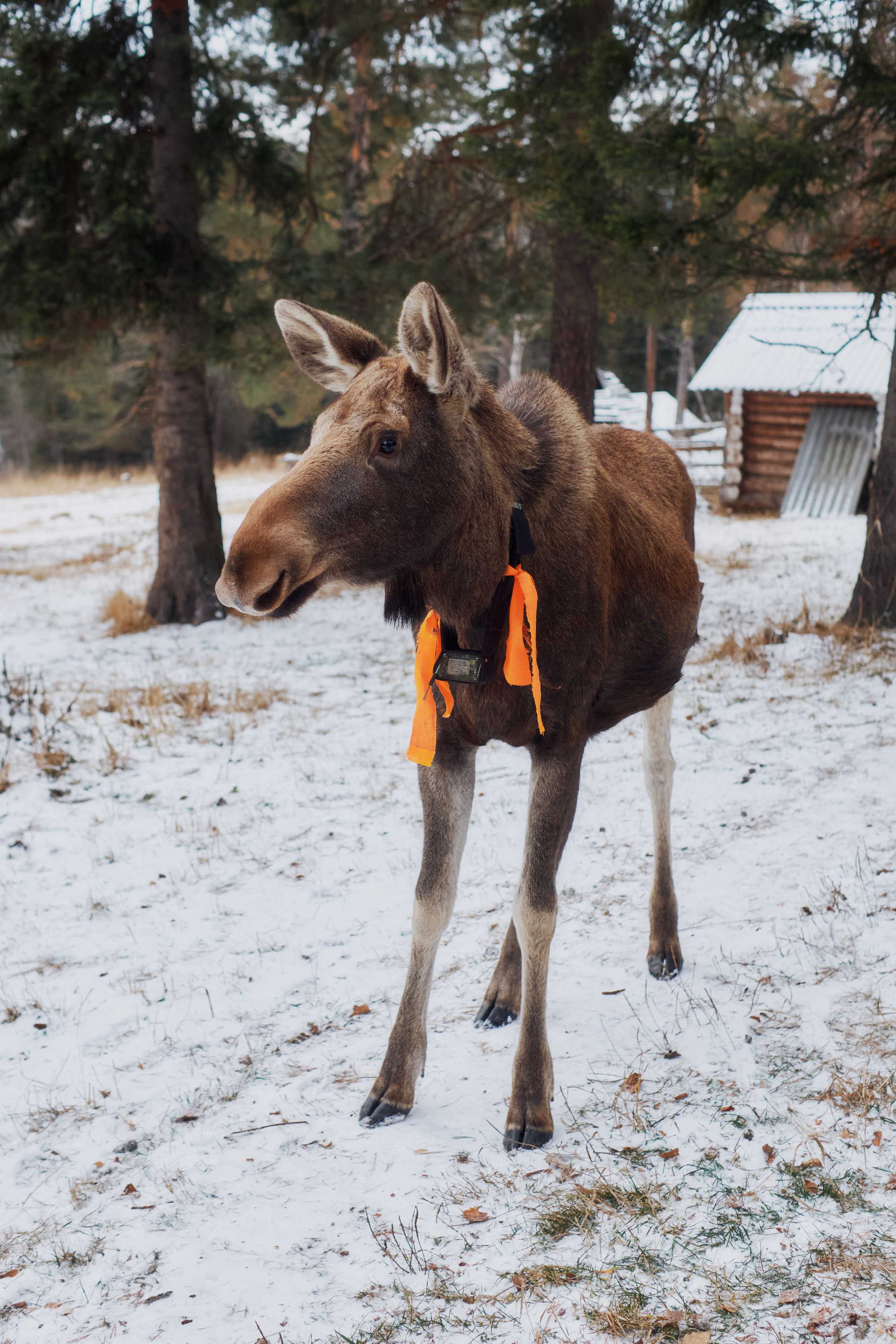 Алимпьев кордон. Andrew Sozonov visual artist