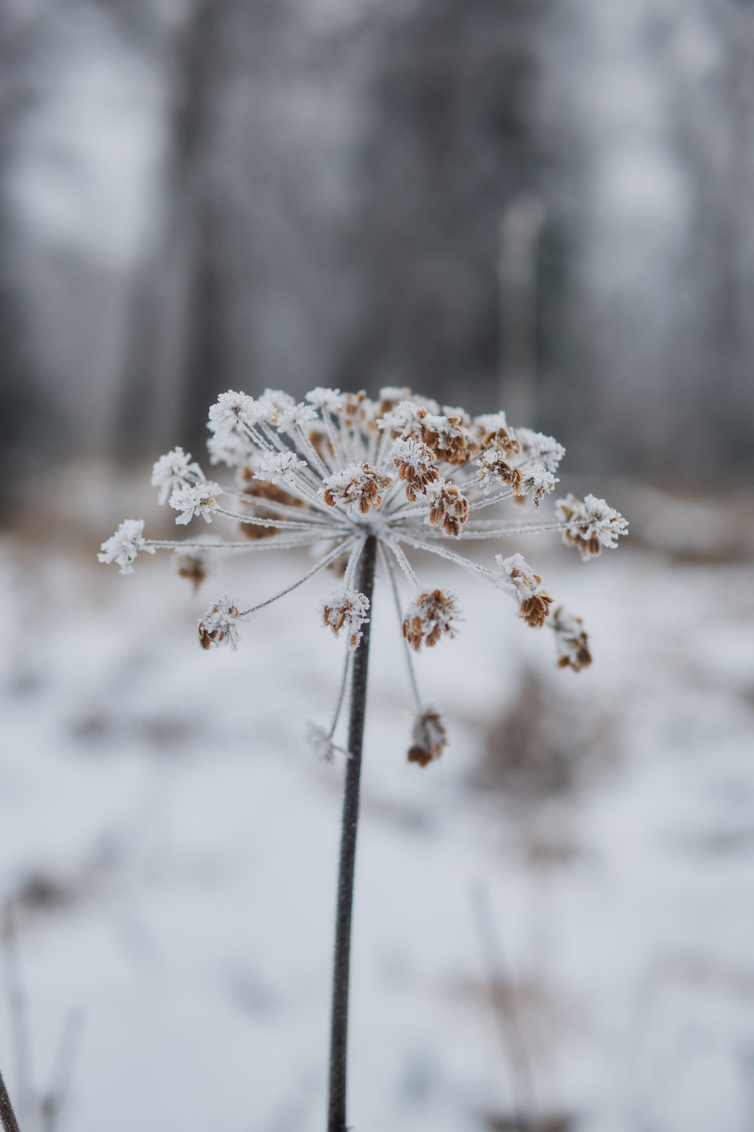 Алимпьев кордон. Andrew Sozonov visual artist