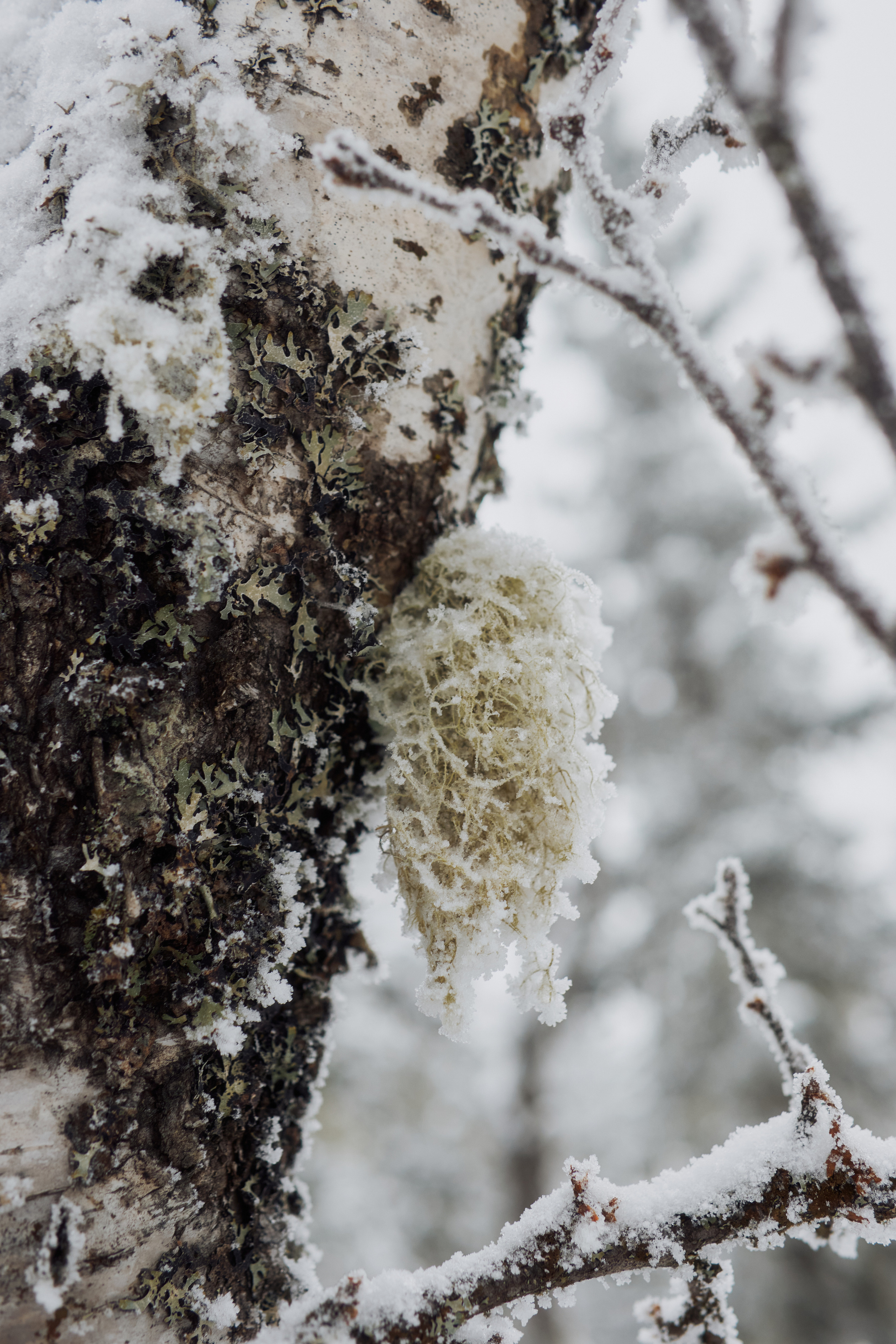 Алимпьев кордон. Andrew Sozonov visual artist
