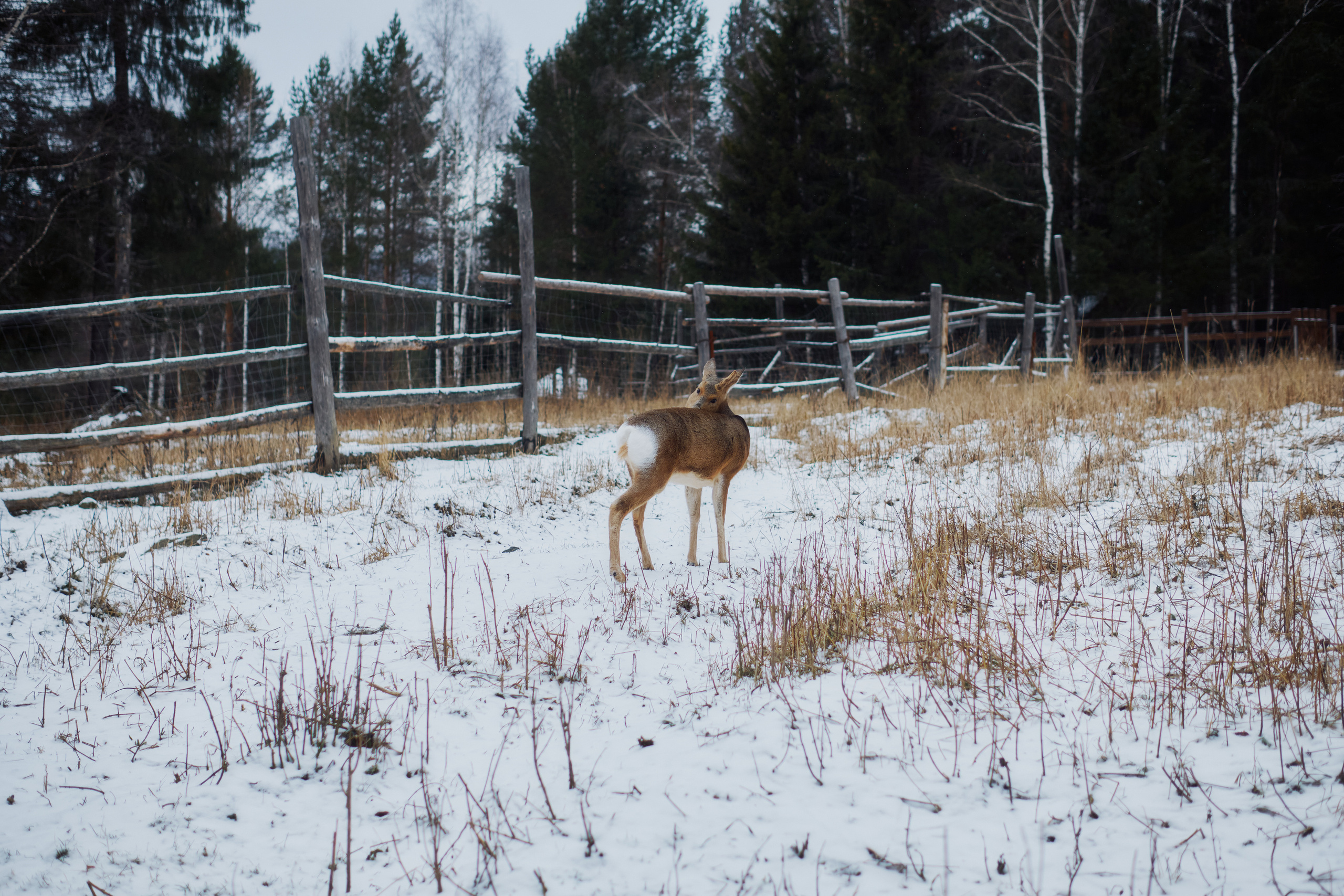 Алимпьев кордон. Andrew Sozonov visual artist