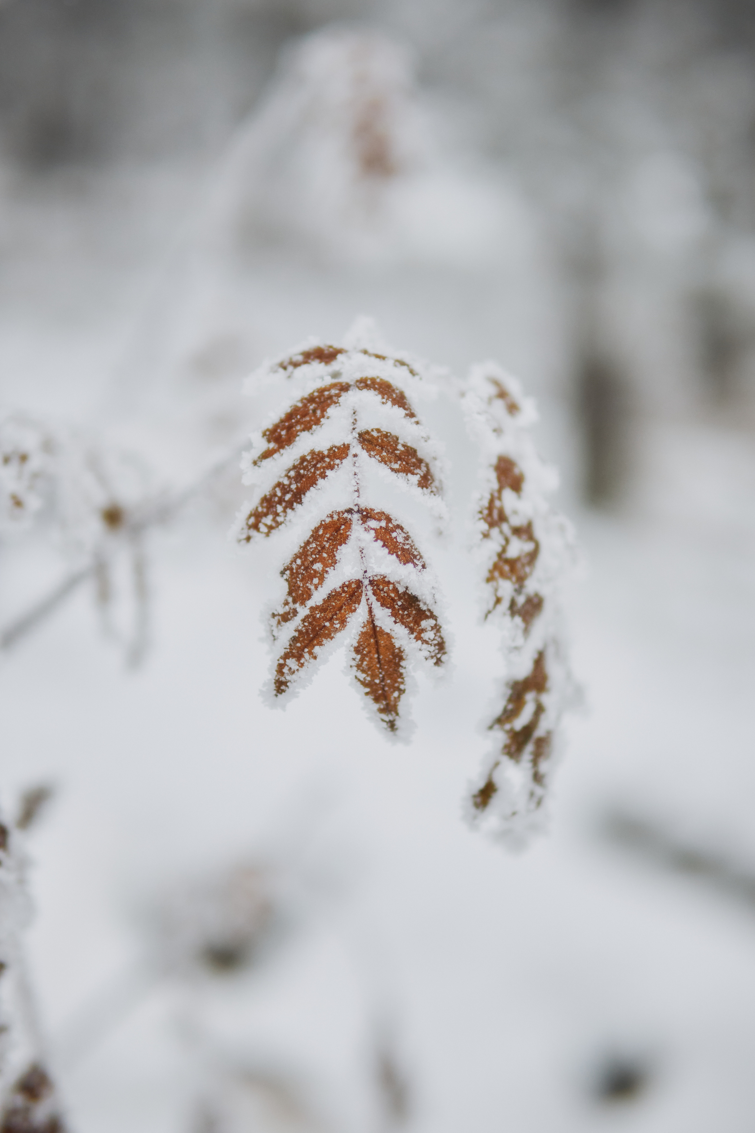 Алимпьев кордон. Andrew Sozonov visual artist