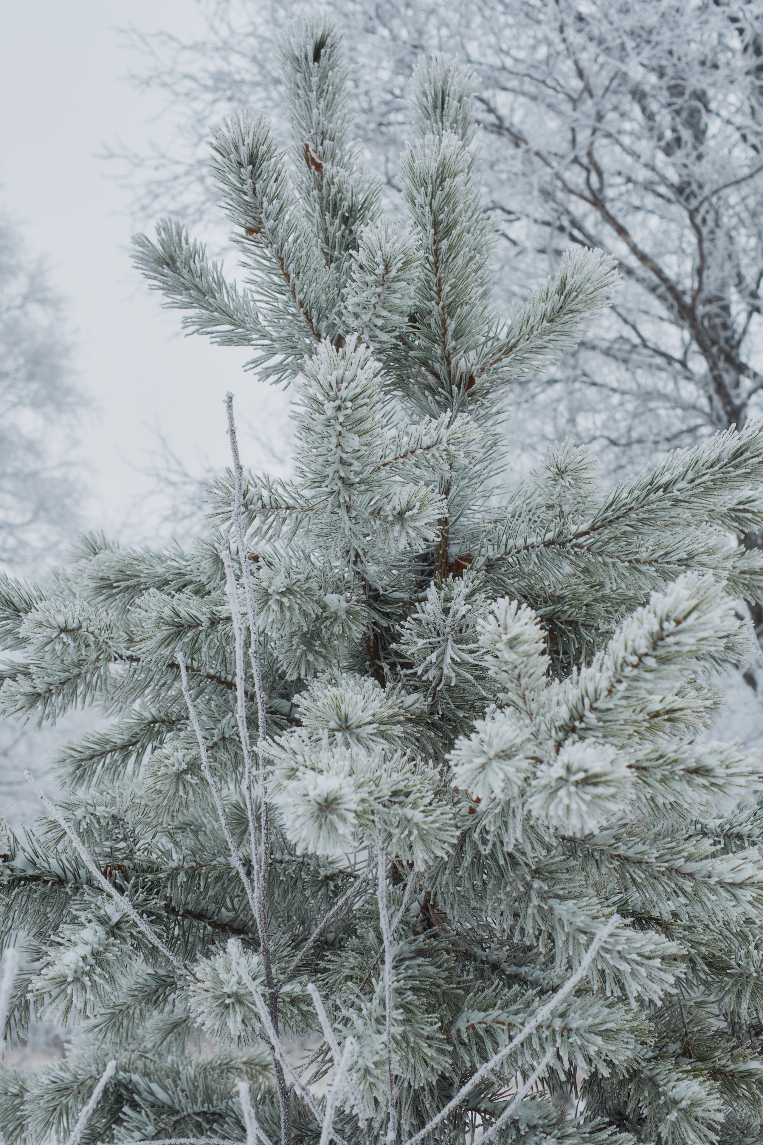 Алимпьев кордон. Andrew Sozonov visual artist