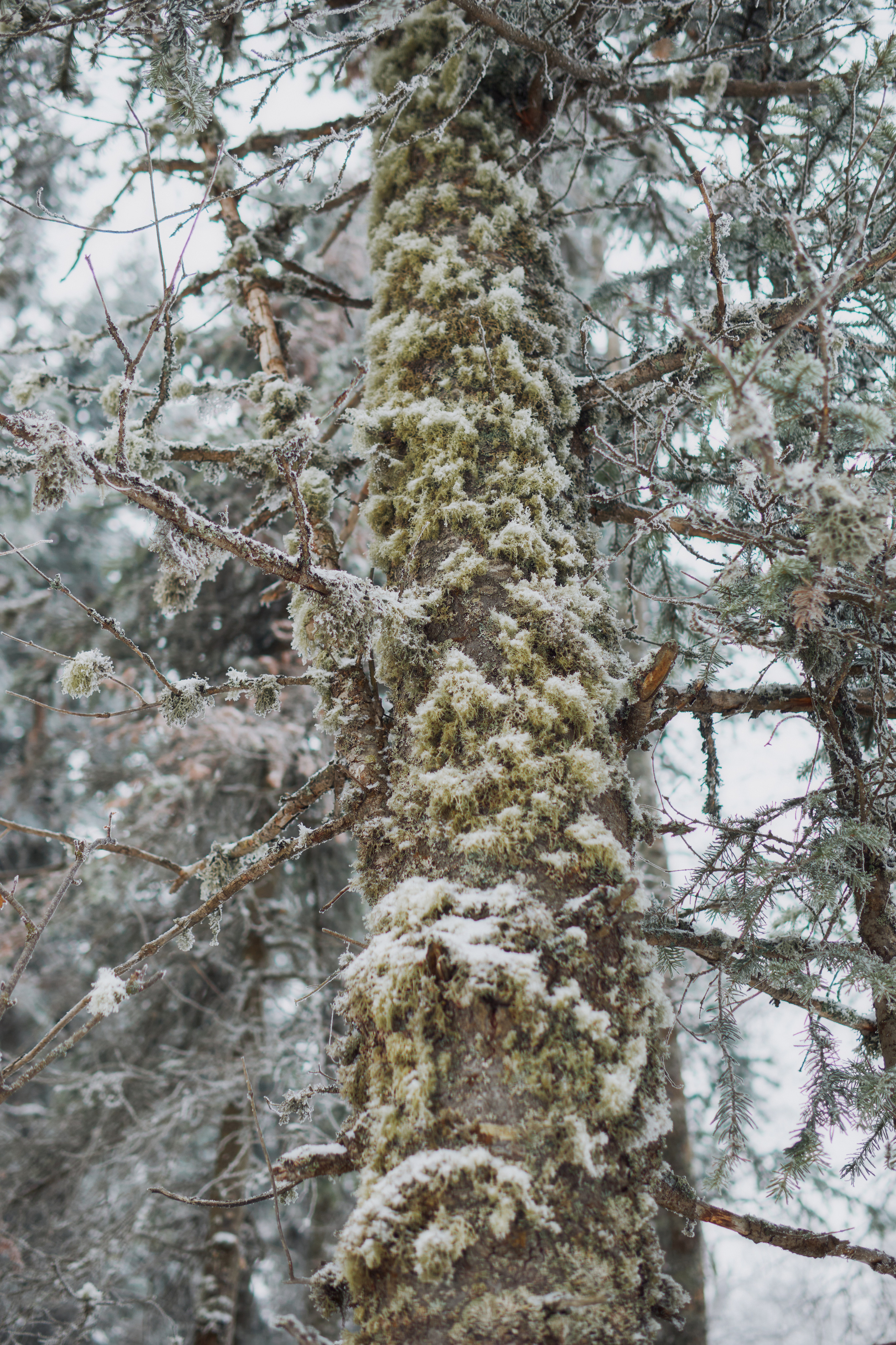 Алимпьев кордон. Andrew Sozonov visual artist