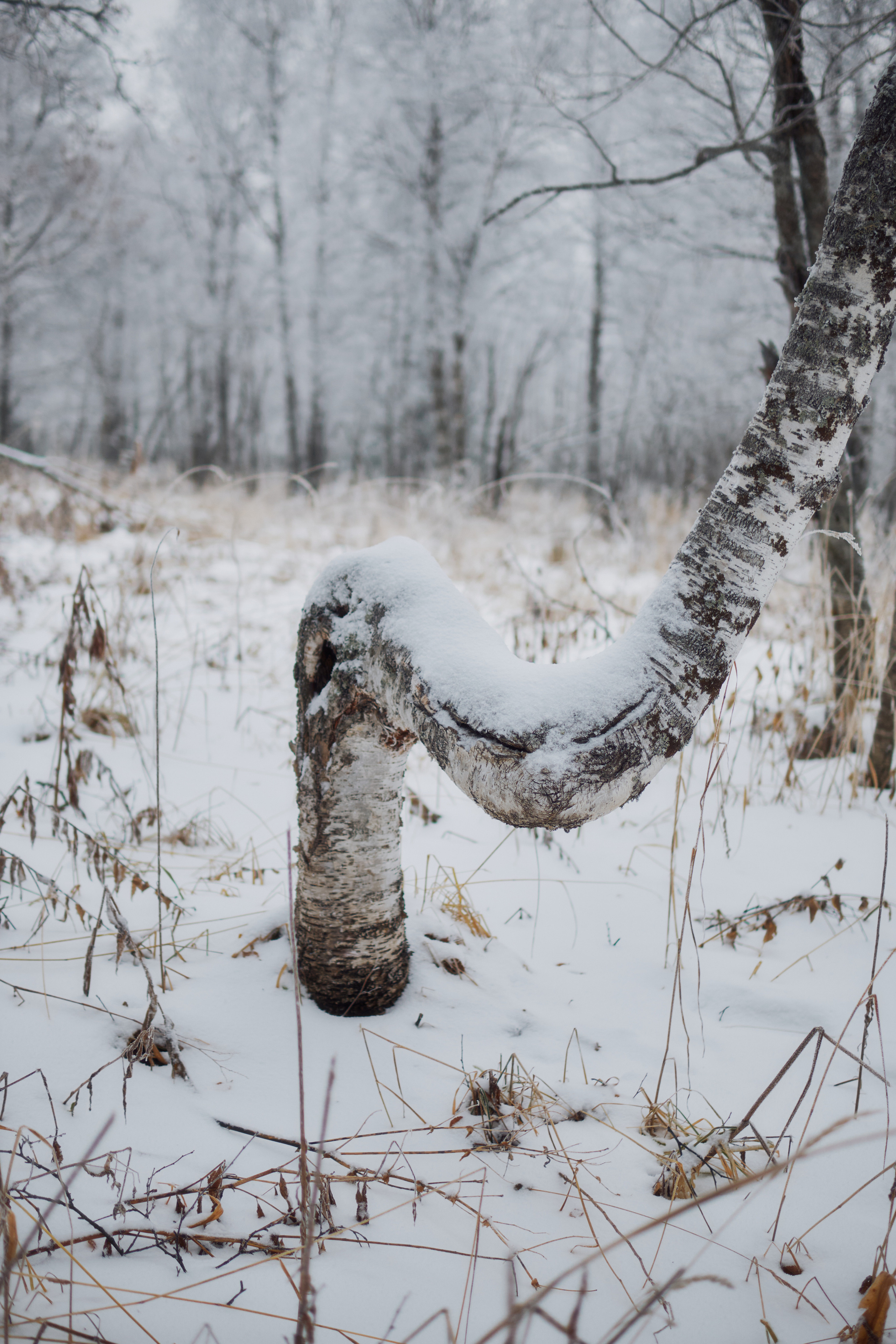 Алимпьев кордон. Andrew Sozonov visual artist