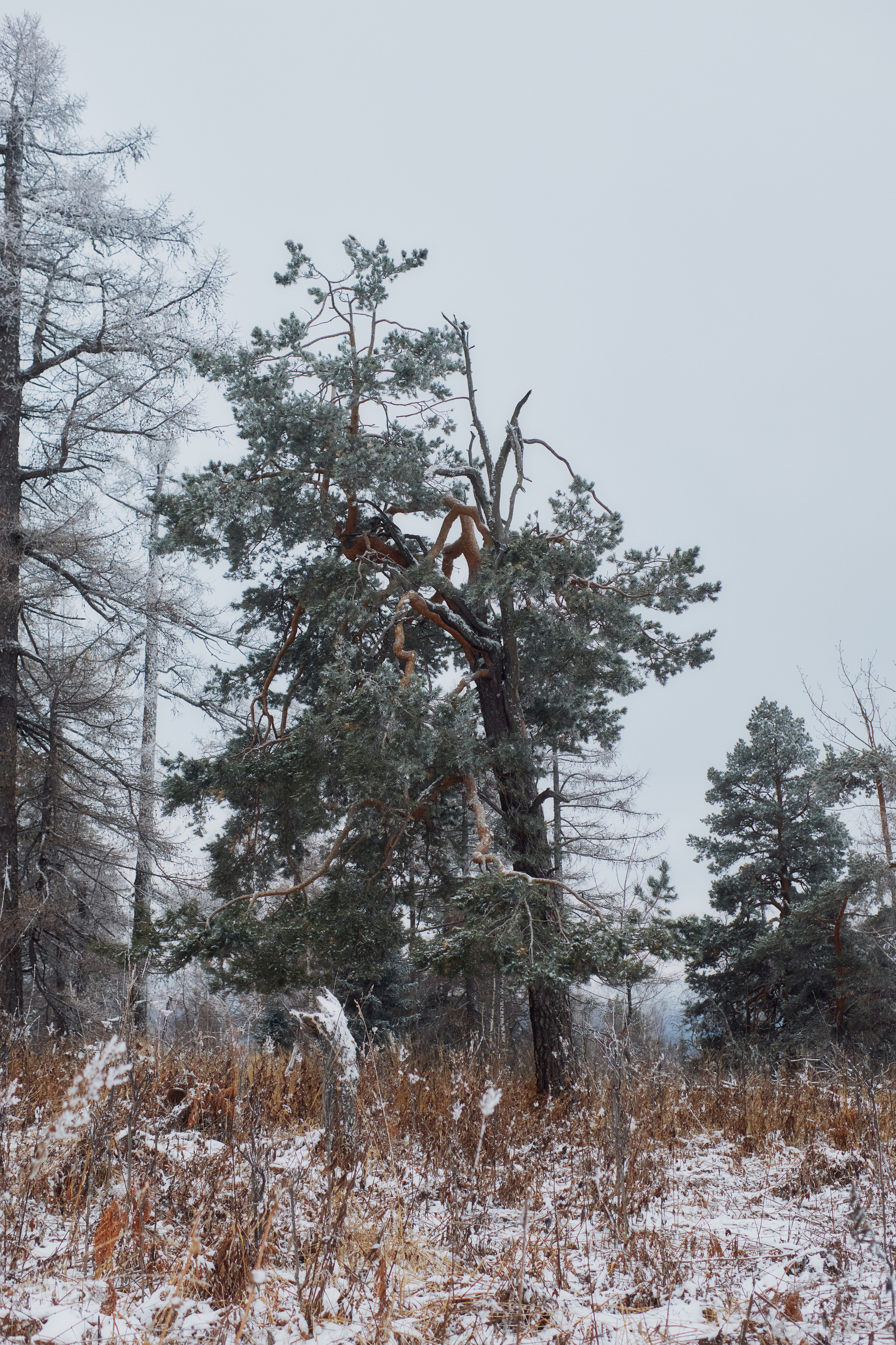 Алимпьев кордон. Andrew Sozonov visual artist