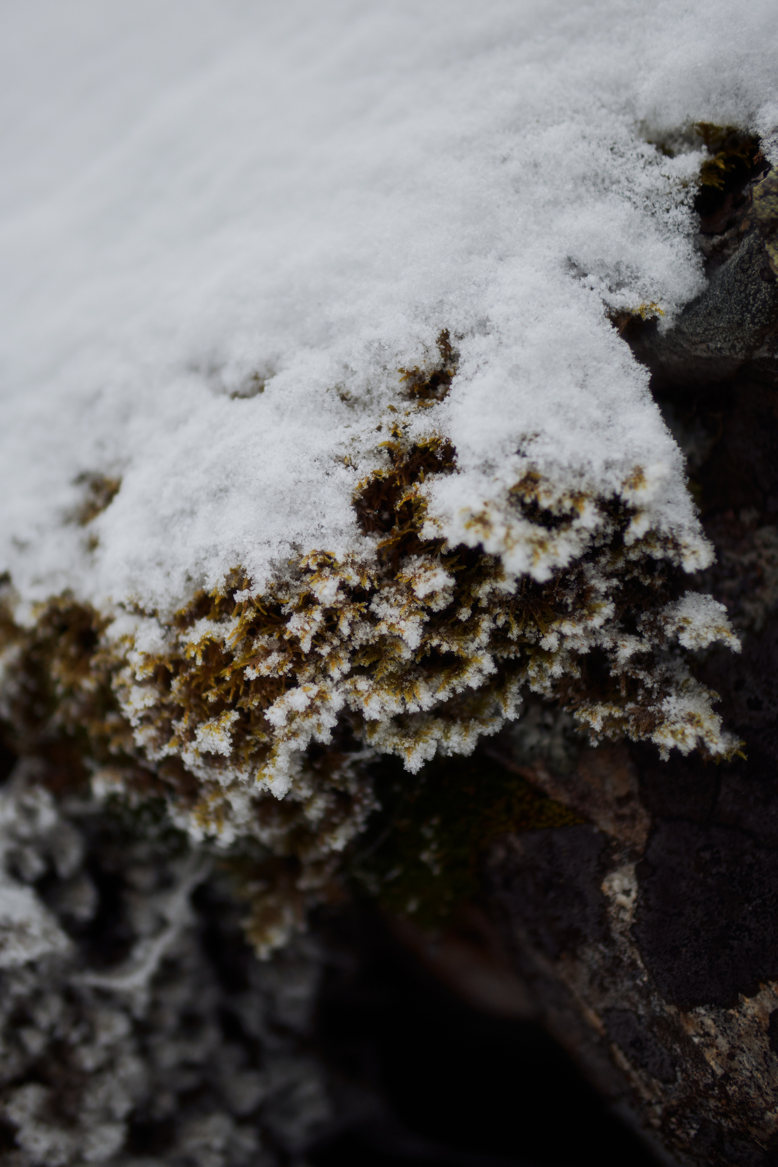 Алимпьев кордон. Andrew Sozonov visual artist