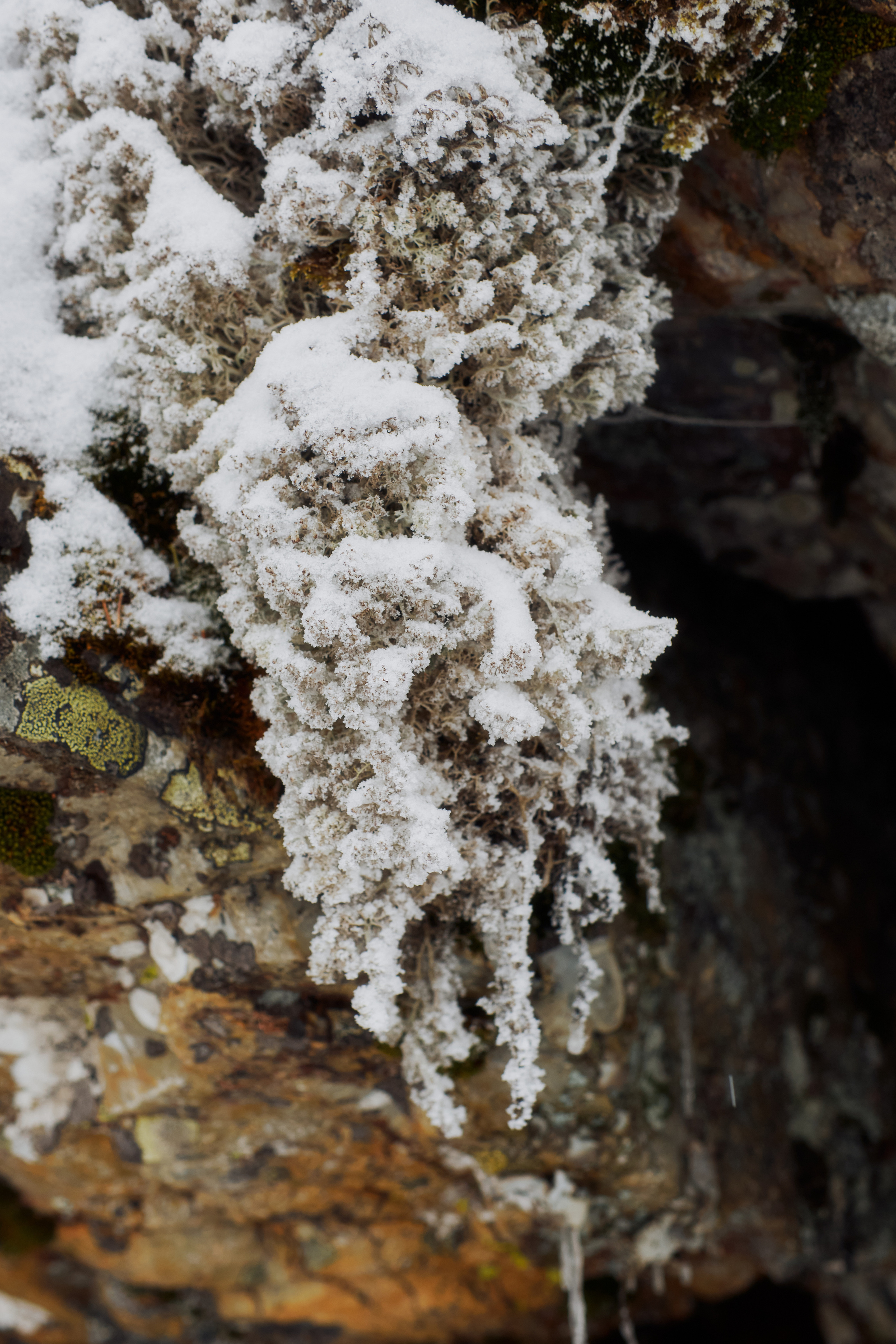 Алимпьев кордон. Andrew Sozonov visual artist