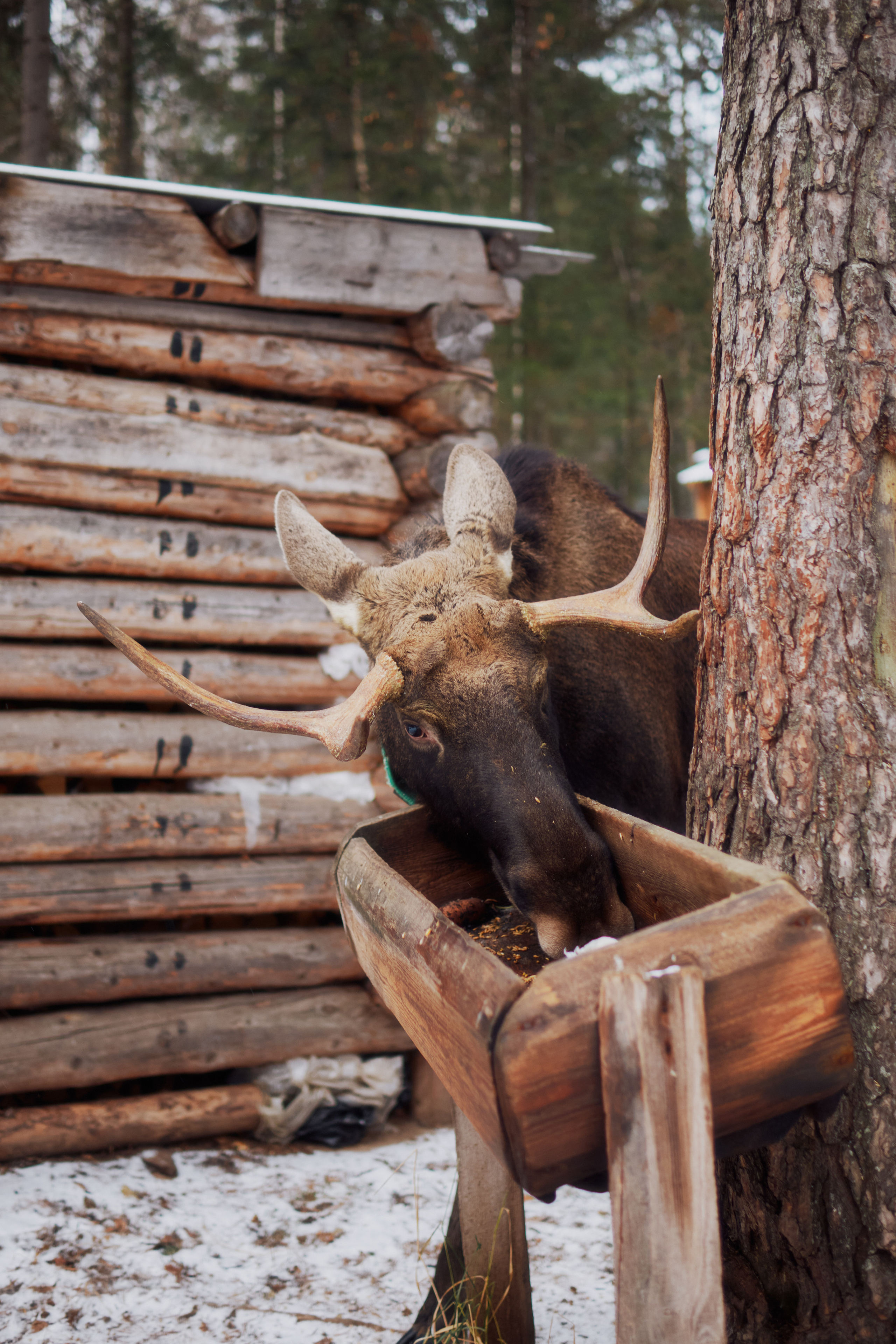 Алимпьев кордон. Andrew Sozonov visual artist