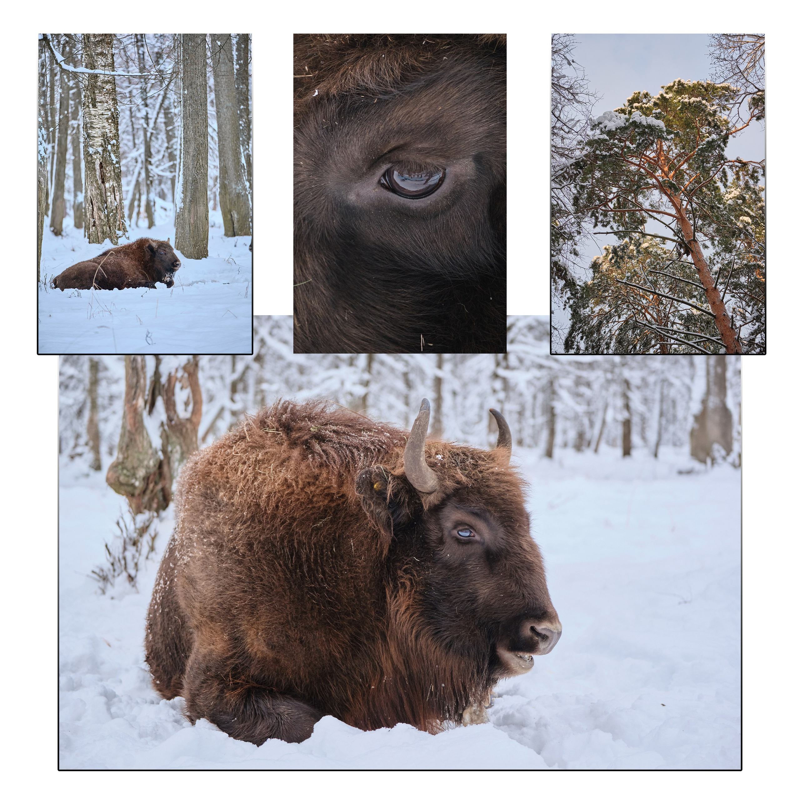 Приокско-Террасный заповедник. Репортажная фото и видеосъемка в Москве под ключ