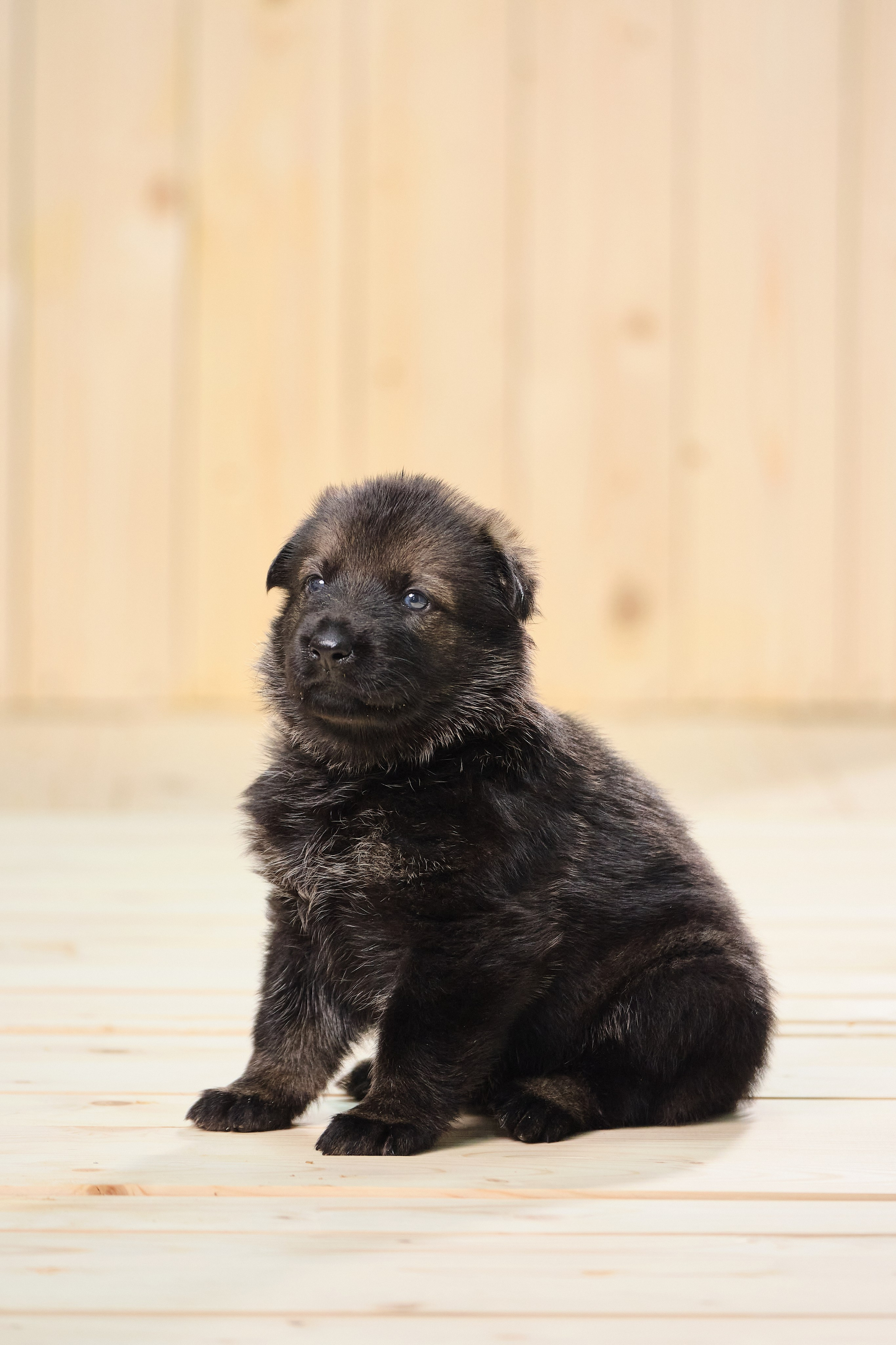 фотосъемка щенков на продажу, фотосъемка щенков немецкой овчарки, съемка щенков на выставке, съемка щенков на сайт. Анималистика. Фотограф - анималист, фотограф, видеограф - анималист. 
