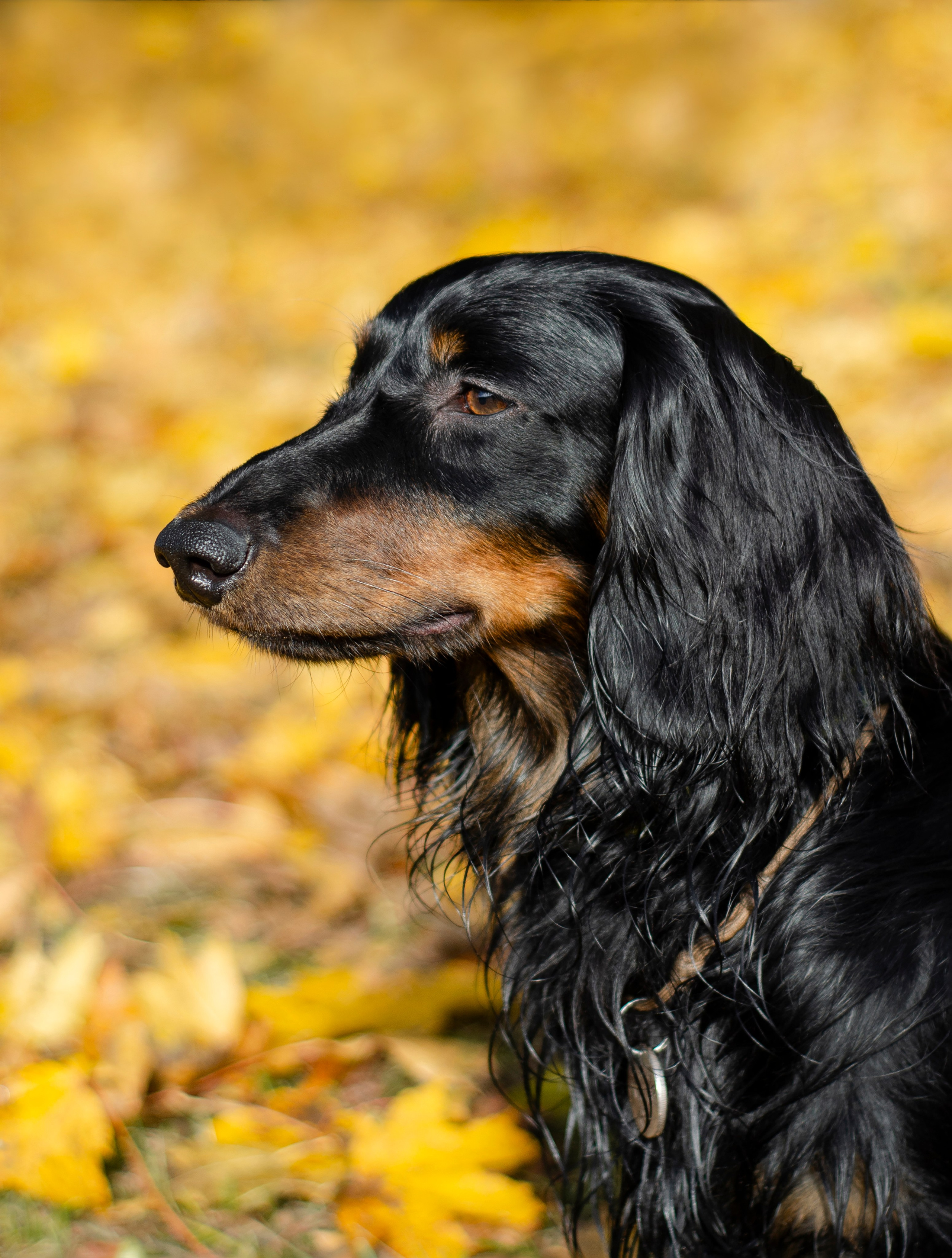 Прогулки с питомцами и без. Фотограф анималист