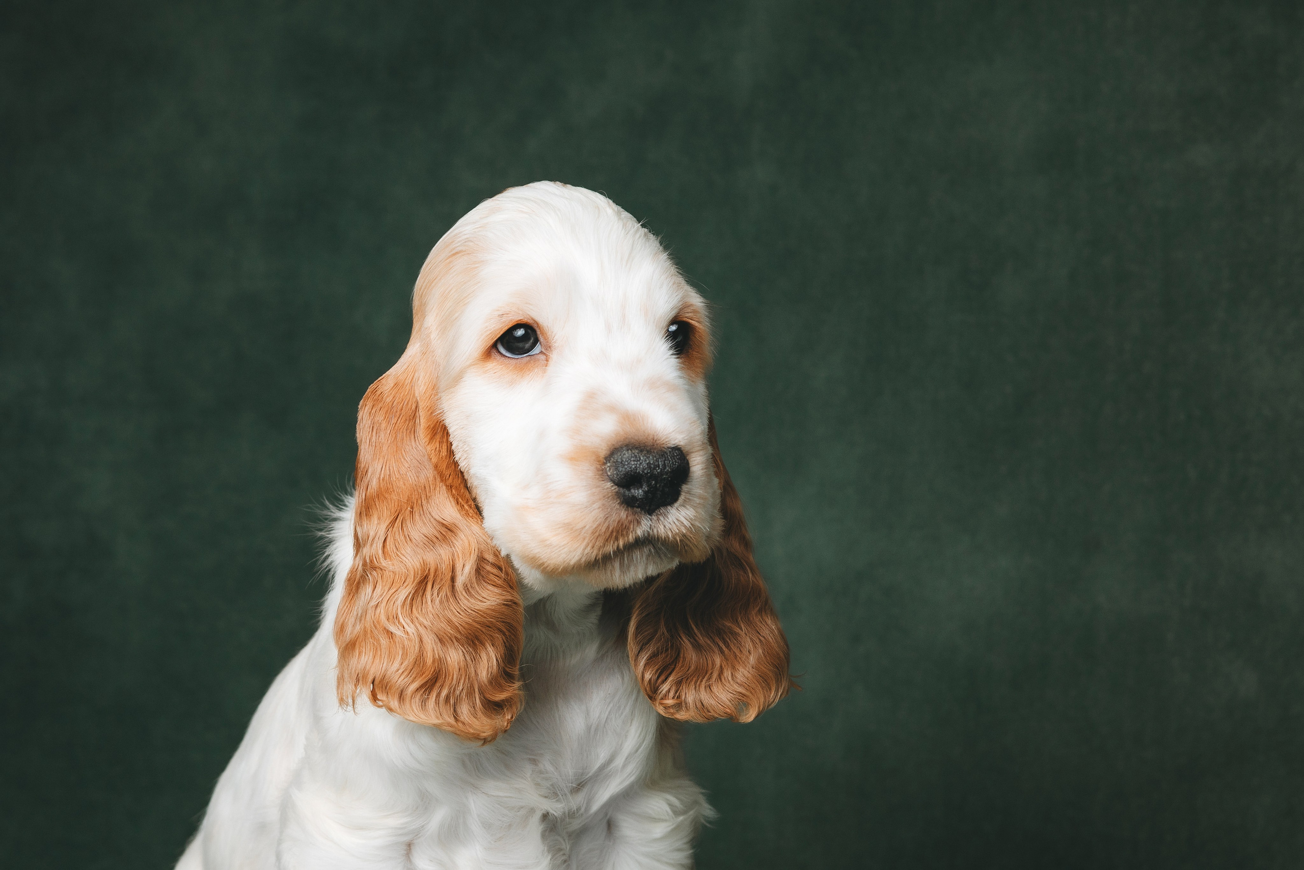 Английские коккер-спаниели. Фотограф анималист Осипчикова Мария