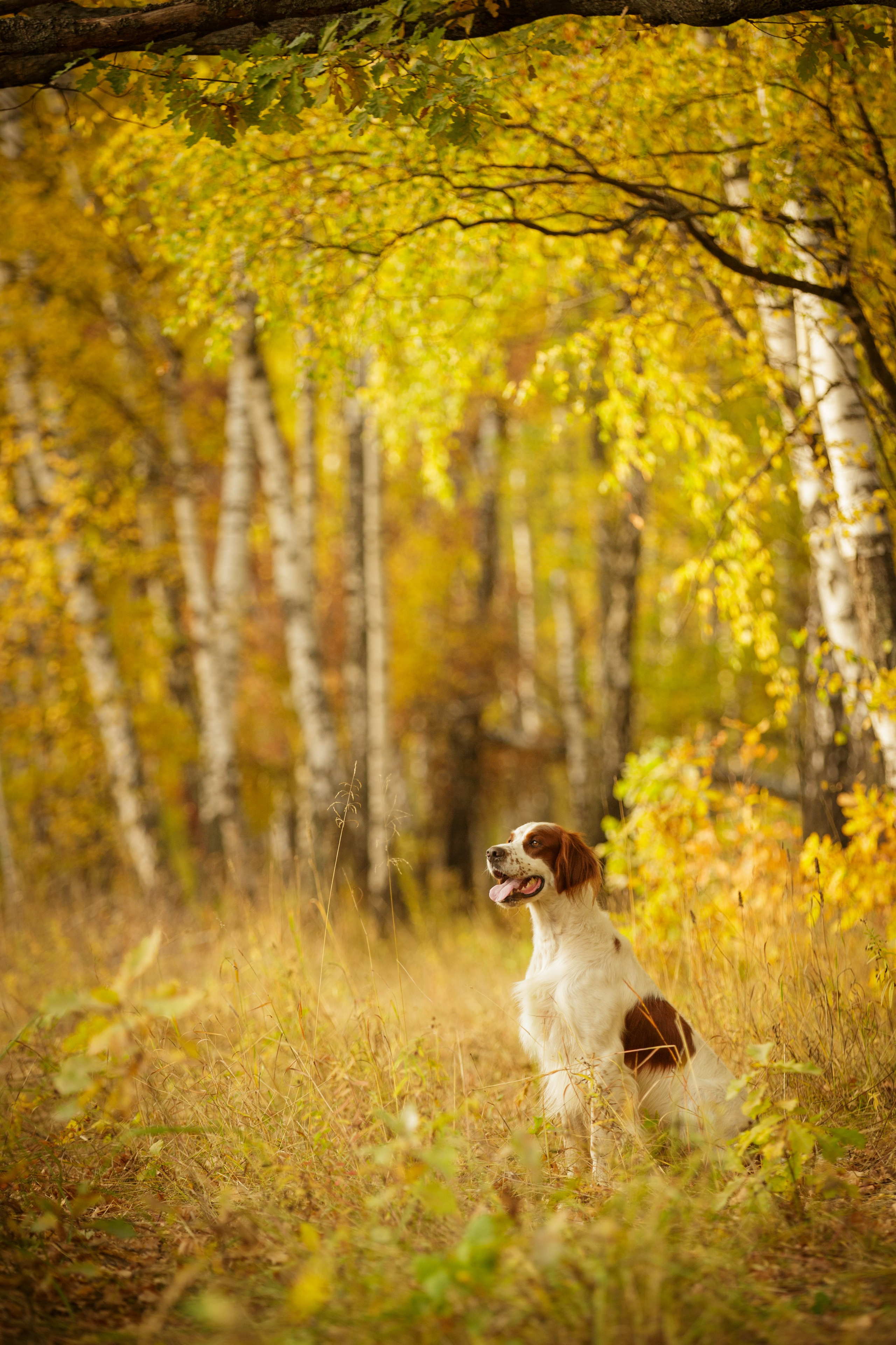 Ирландский красно-белый сеттер Шамрог. Фотограф-анималист Natalia Deingel | Фотосъемка собак в Москве