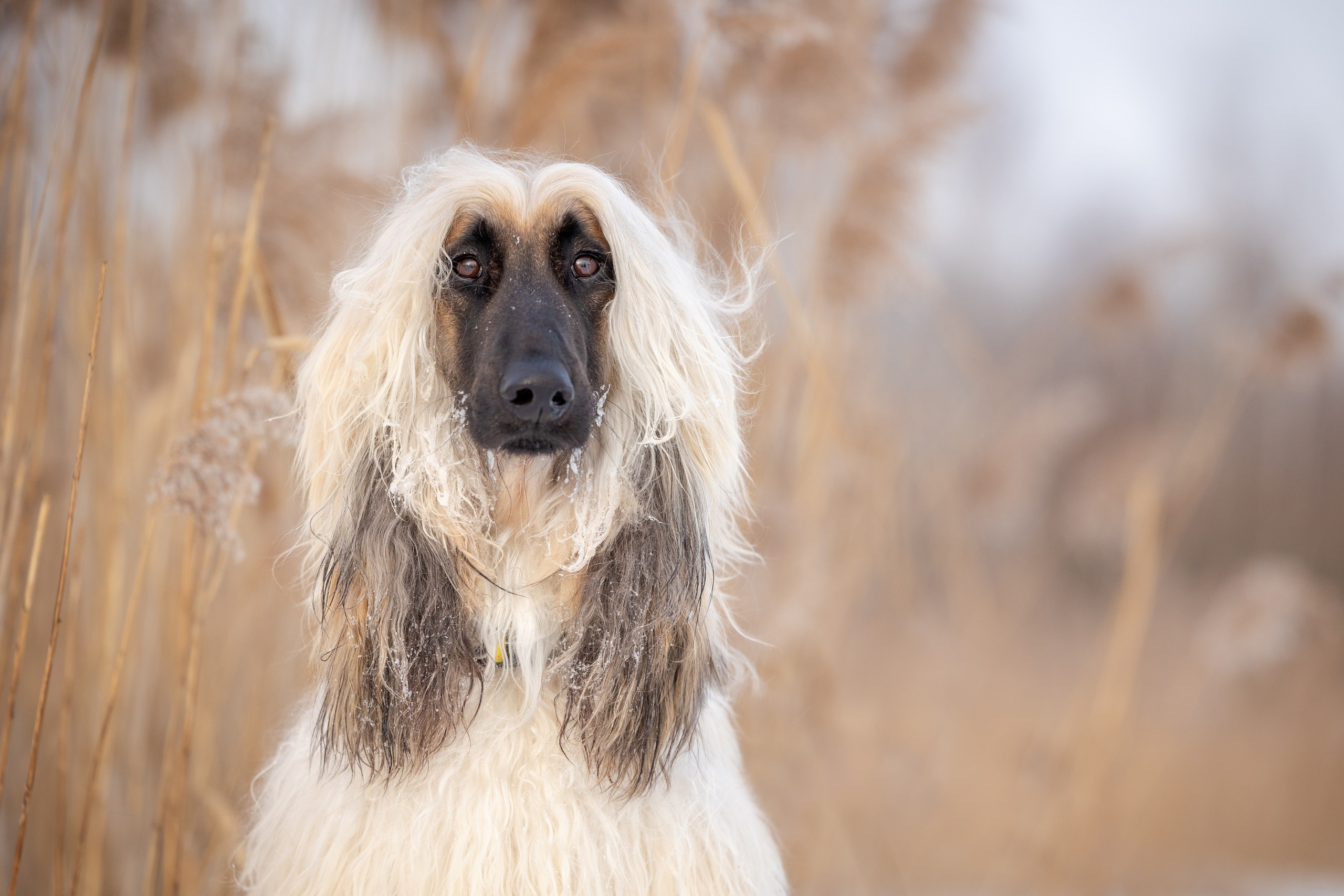Игры афганов в снегу. Фотограф-анималист Natalia Deingel | Фотосъемка собак в Москве