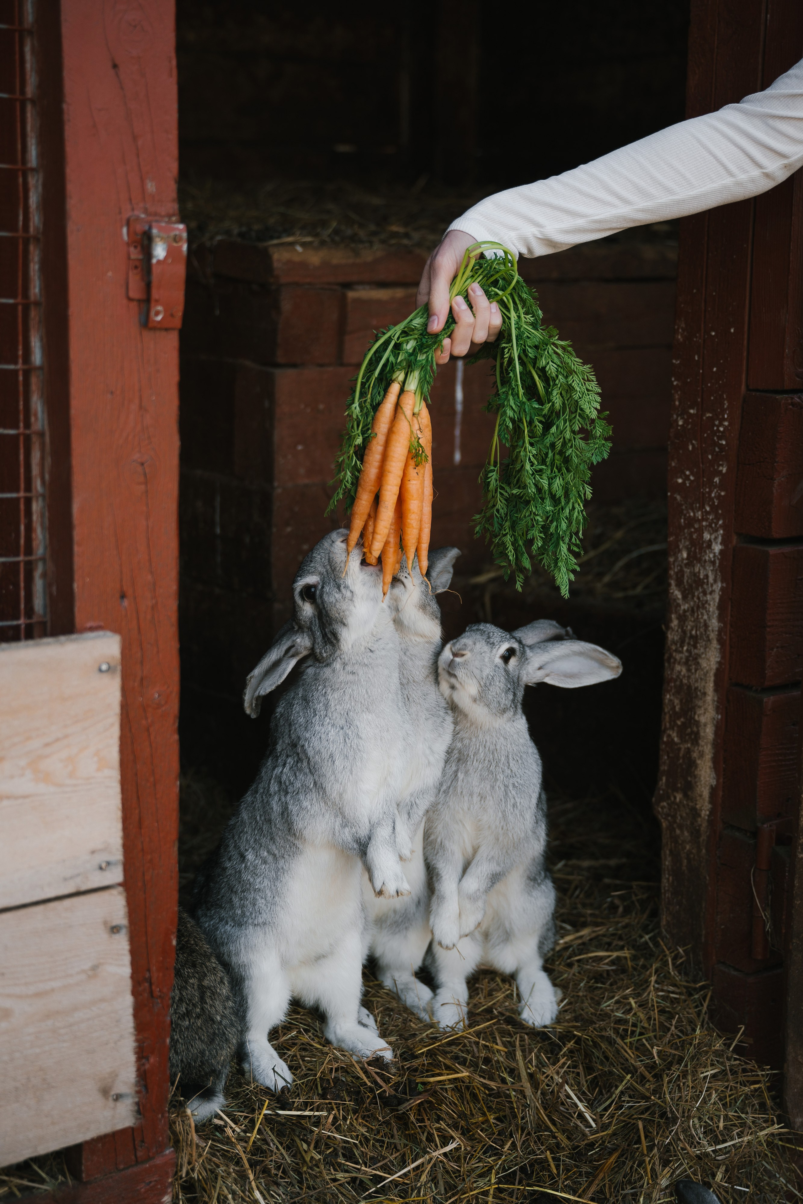 Алина и Руслан. Свадебный и репортажный фотограф во Владимире Андрей Николаев