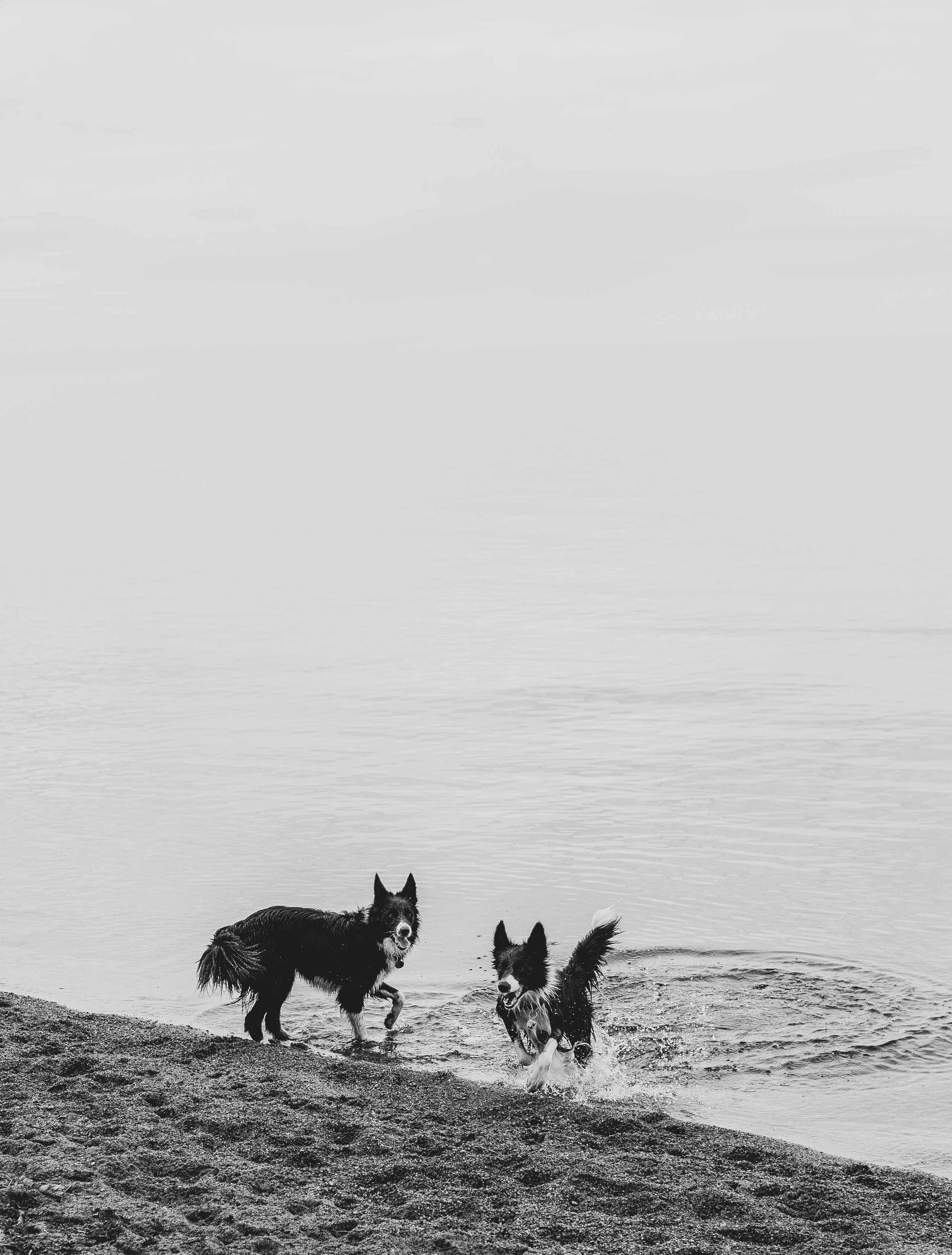 Кида и Сирша. Главная